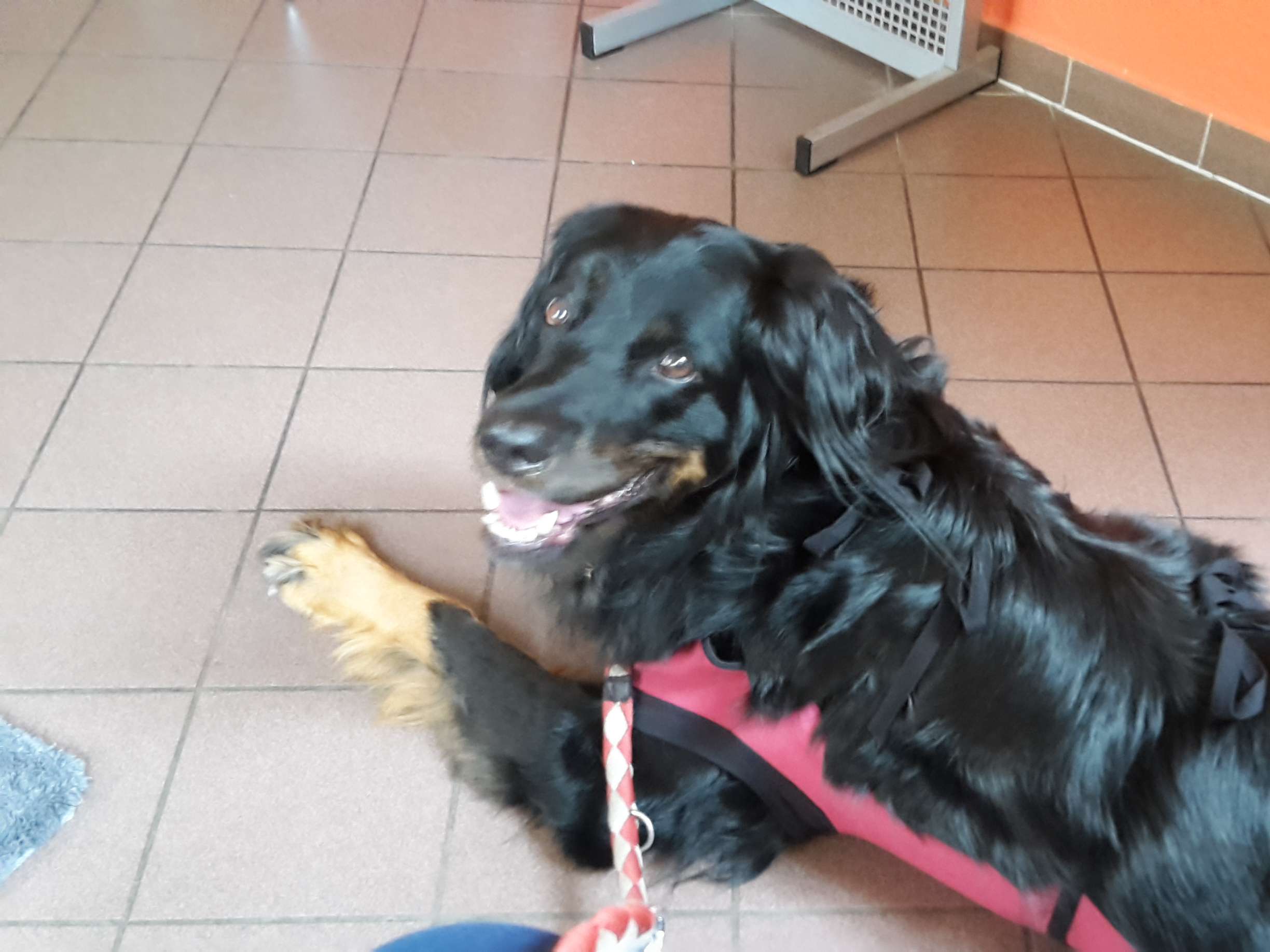 Ansicht 4 von Tiermedizinisches Zentrum Greiz Dr. Gerstner GmbH