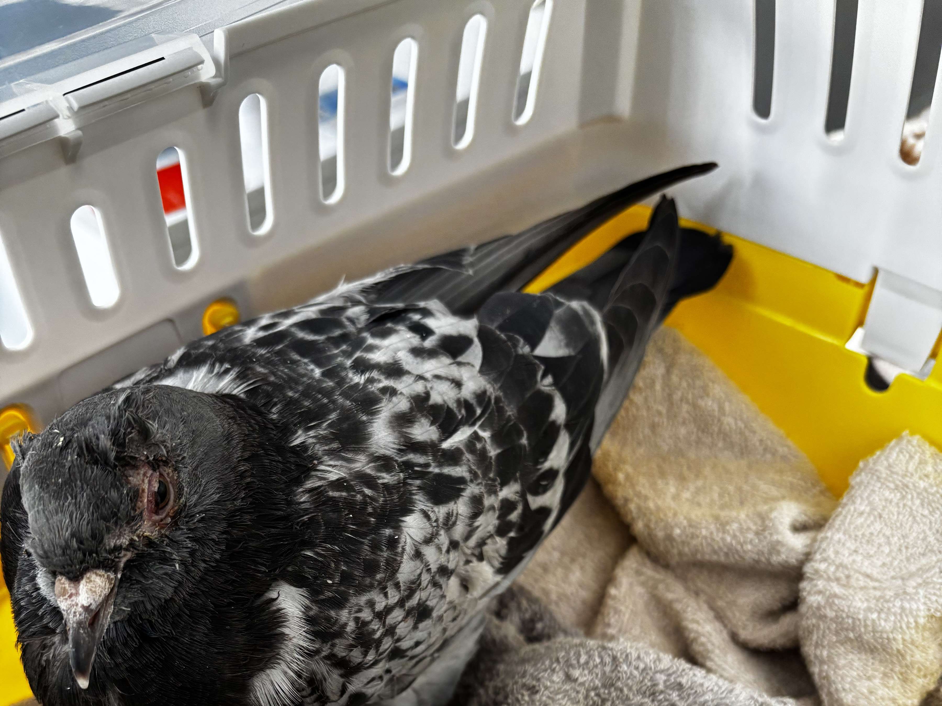 Ansicht 2 von Vogeltierarzt Dr. Alexa Vaupel