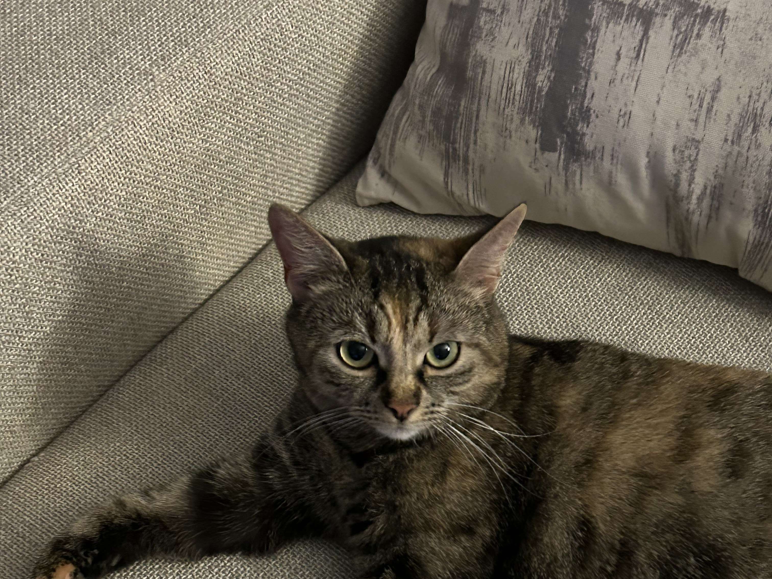 Ansicht 2 von felmo Mobiler Tierarzt München