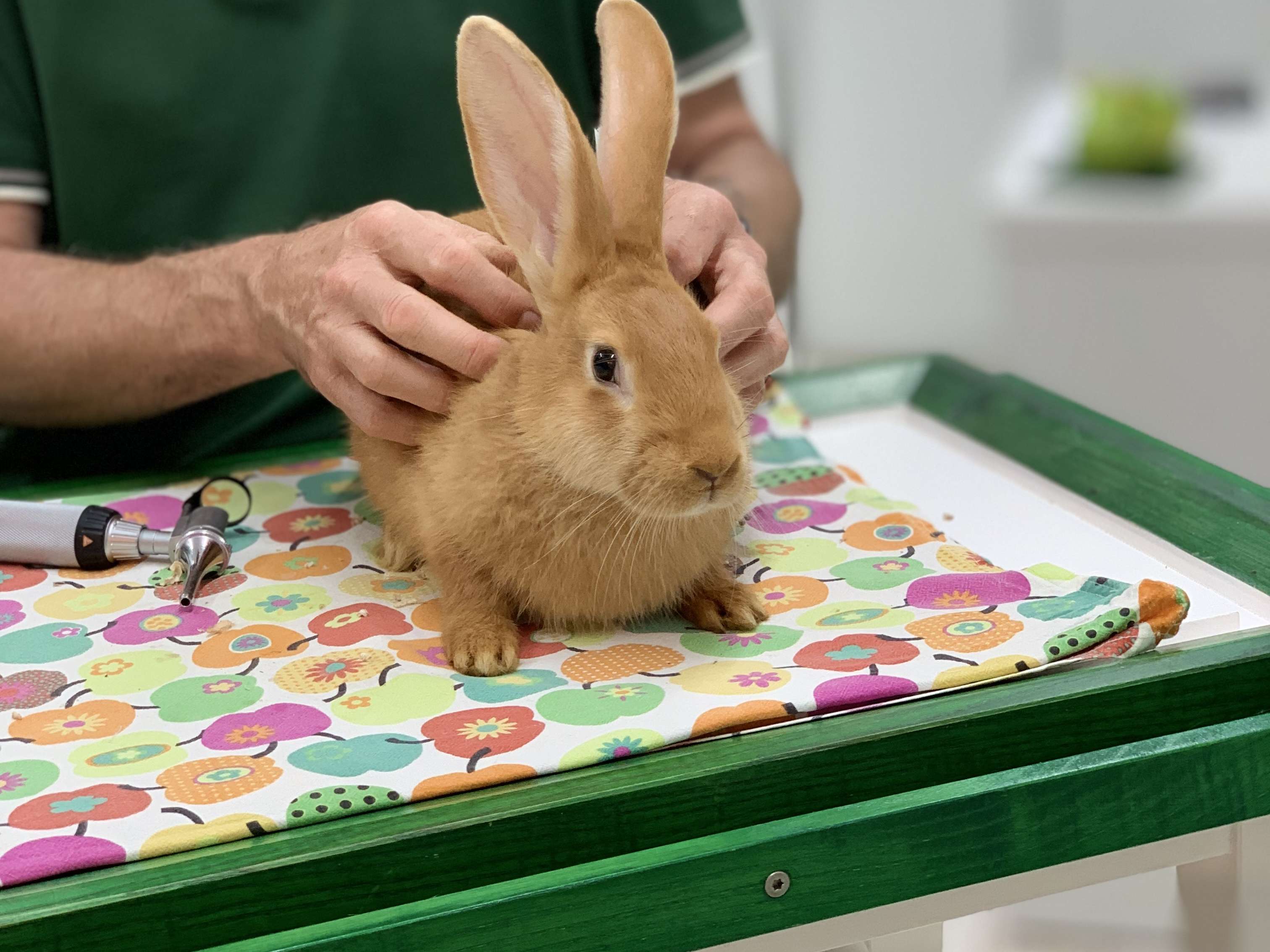 Ansicht 1 von Tierarzt Dr. med. vet. Roland Tammer, Kleintierpraxis