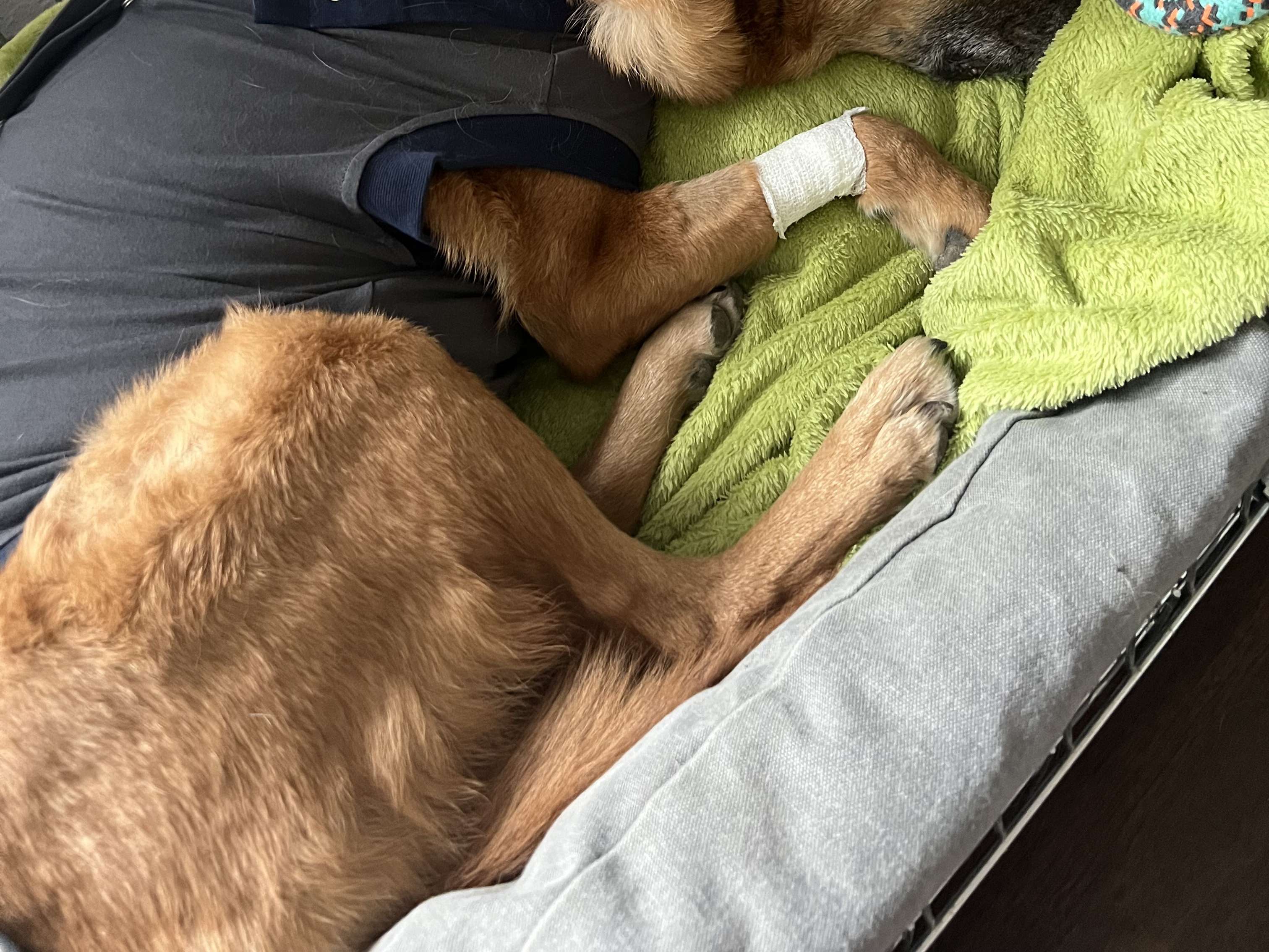 Ansicht 1 von Tierärztliche Klinik Gessertshausen Altano GmbH