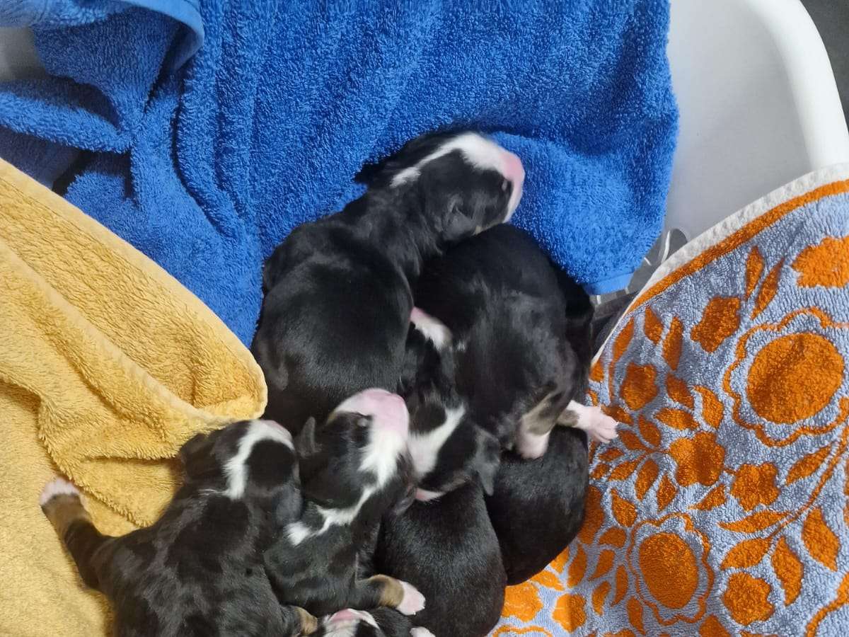 Ansicht 3 von Tierklinik am Scheibenberg