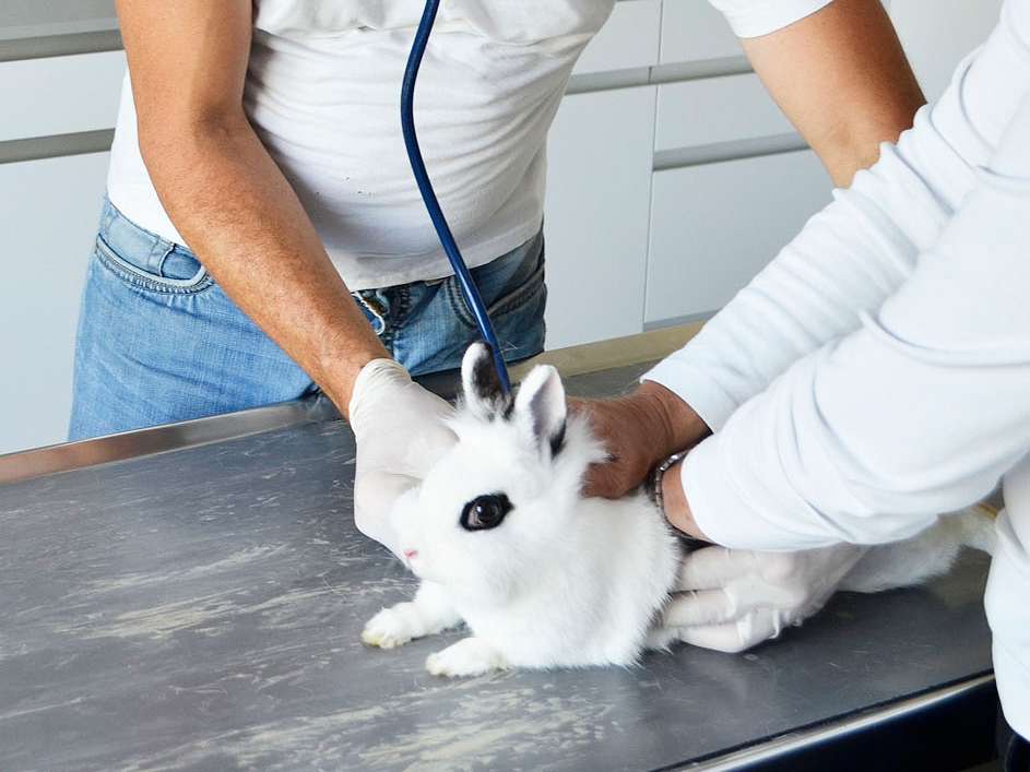 Ansicht 1 von Dr. med. vet. Daniel Spitznagel