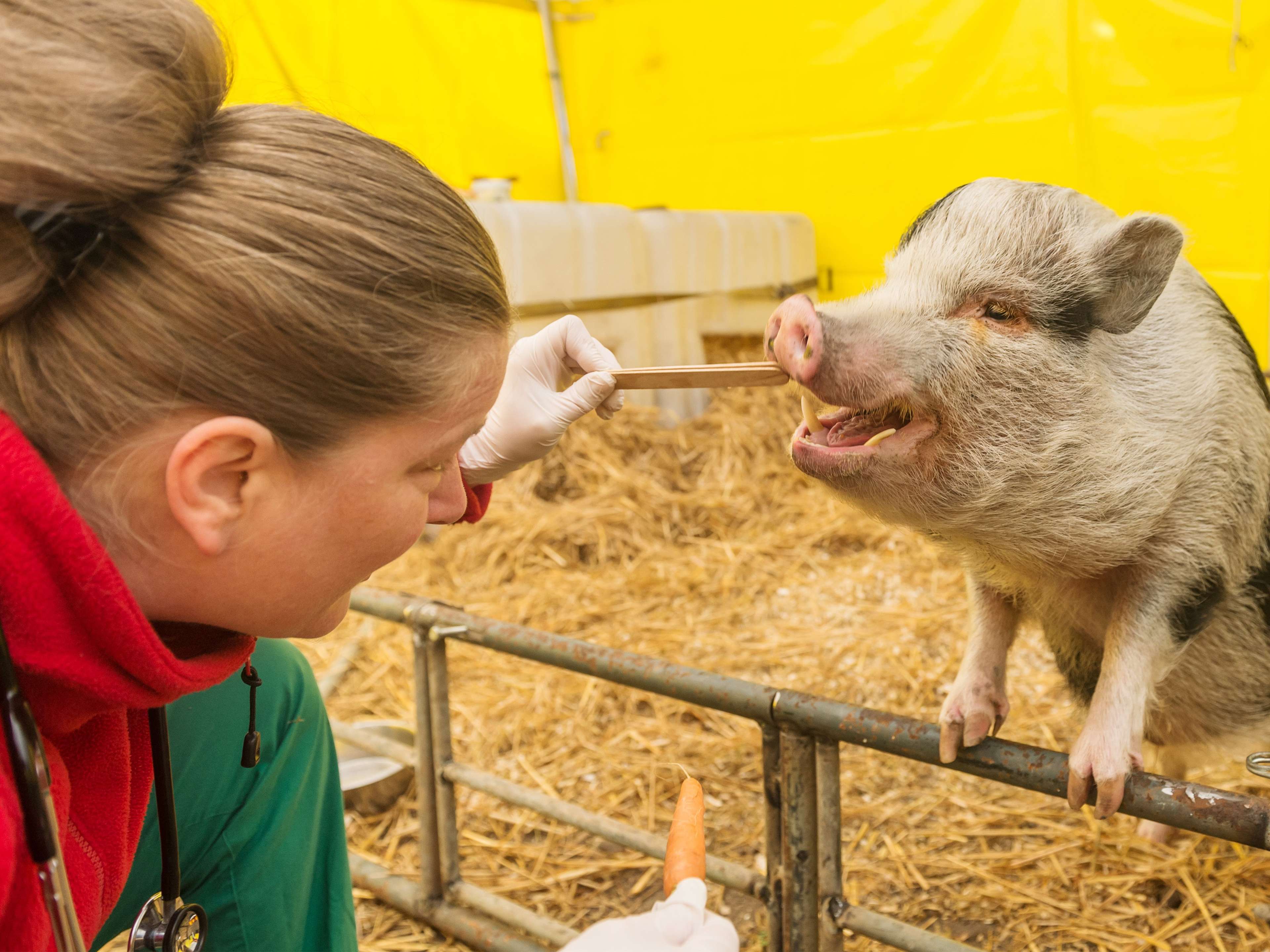 Ansicht 2 von Tierarztpraxis Klein Mexiko