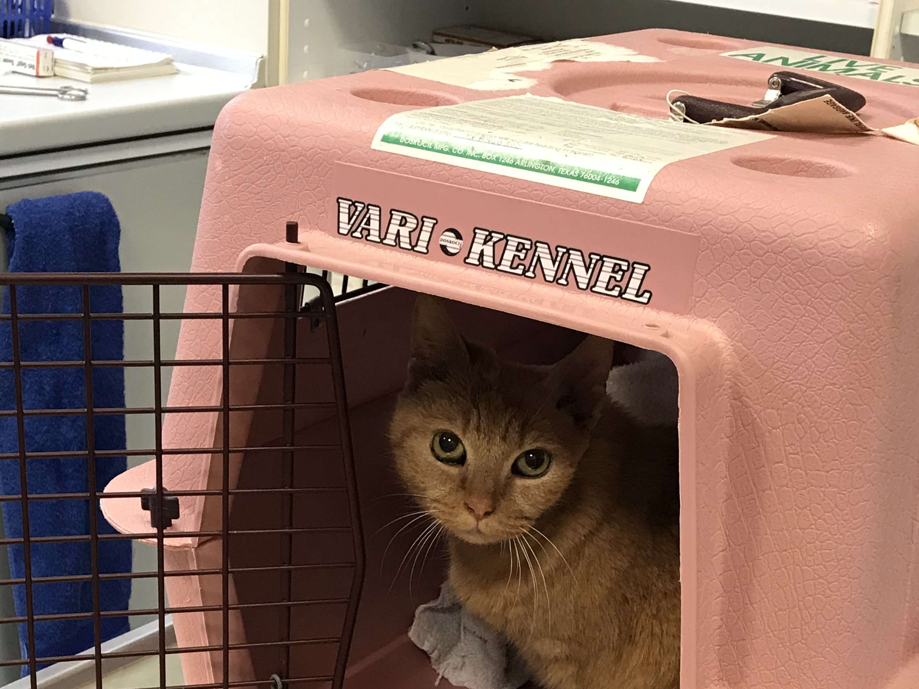 Ansicht 5 von Tierklinik Kalbach - Fachklinik für Kleintiere Frankfurt