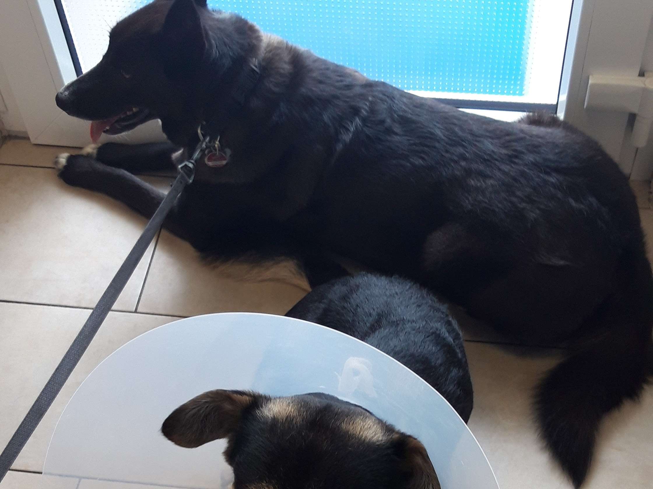 Ansicht 2 von Dr.med.vet. Antje Zeller Tierärztin
