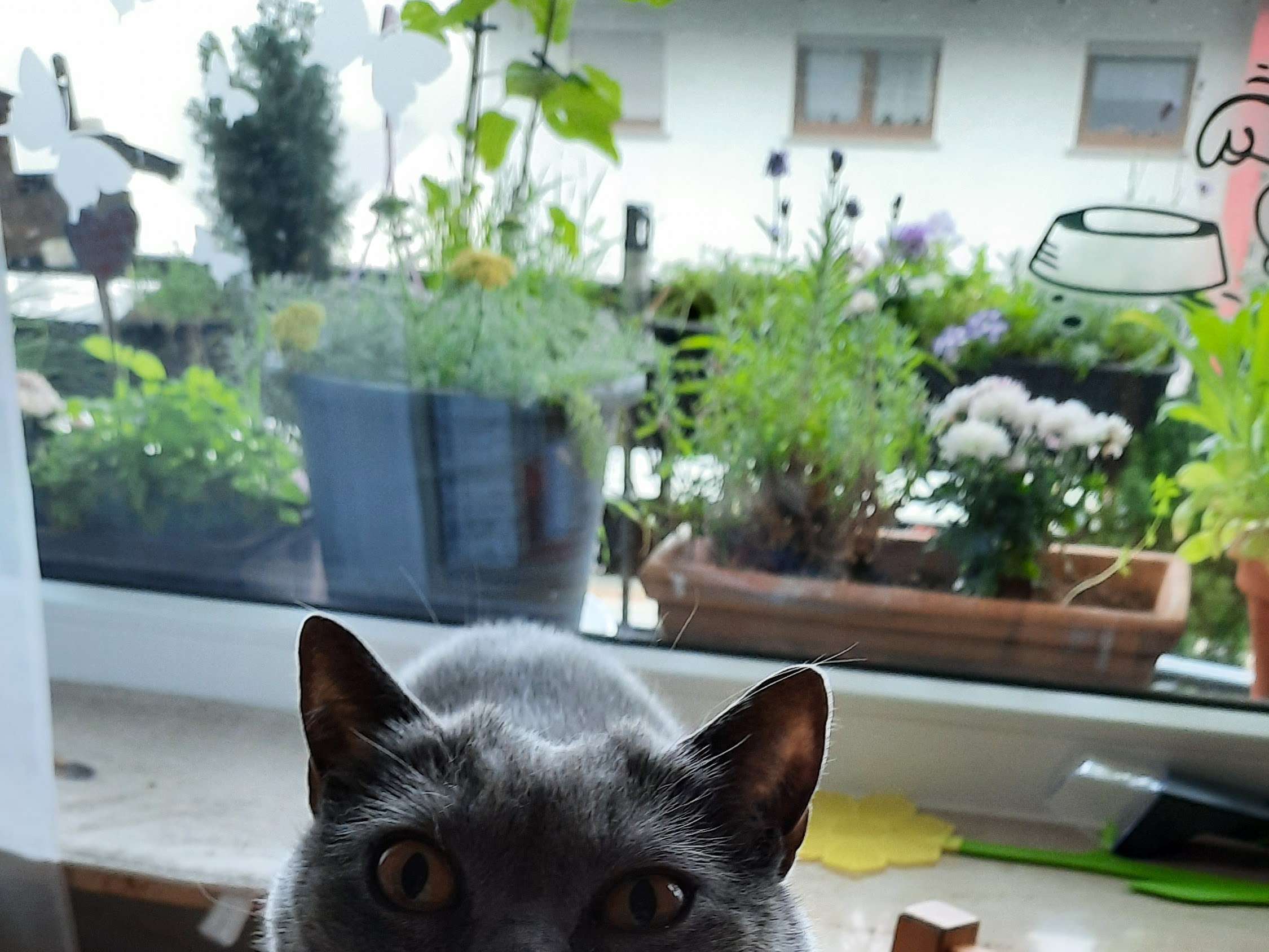 Ansicht 4 von Dr.med.vet. Antje Zeller Tierärztin