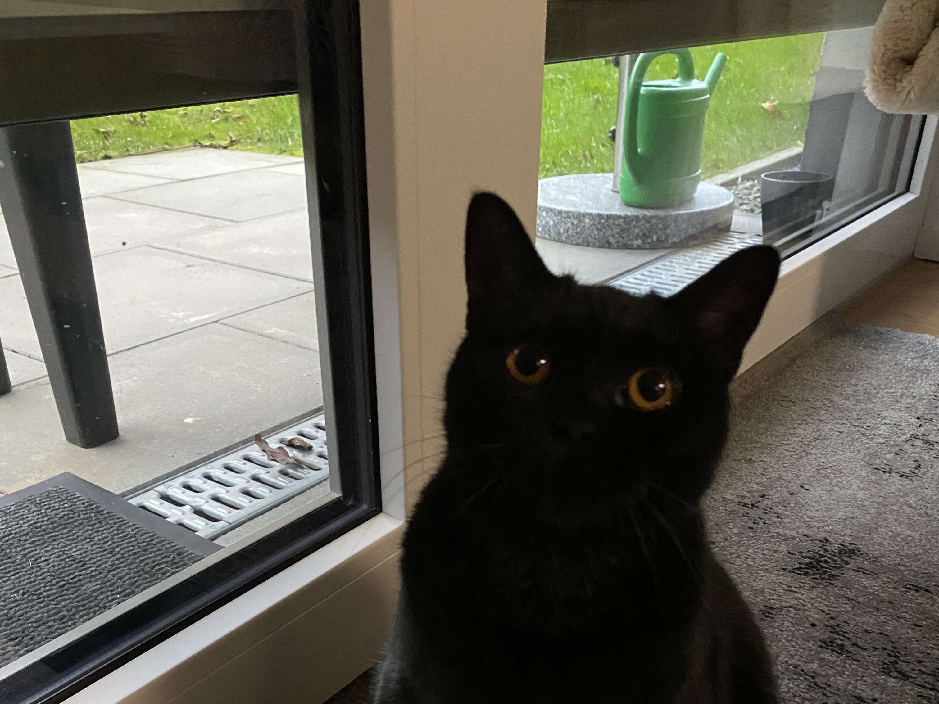 Ansicht 1 von felmo Mobiler Tierarzt Bochum