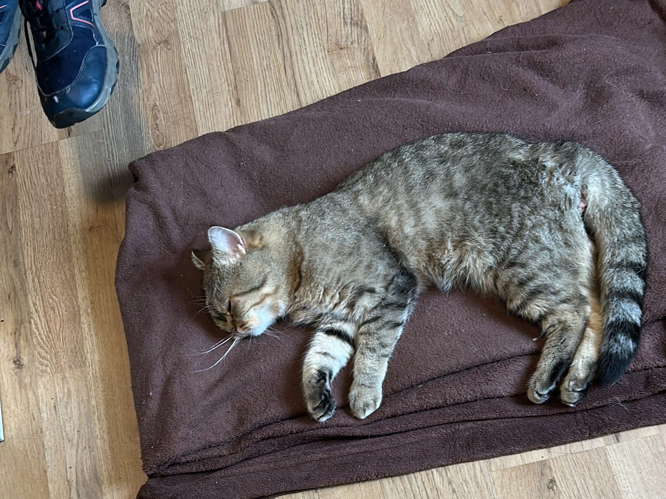 Ansicht 2 von felmo Mobiler Tierarzt Bochum
