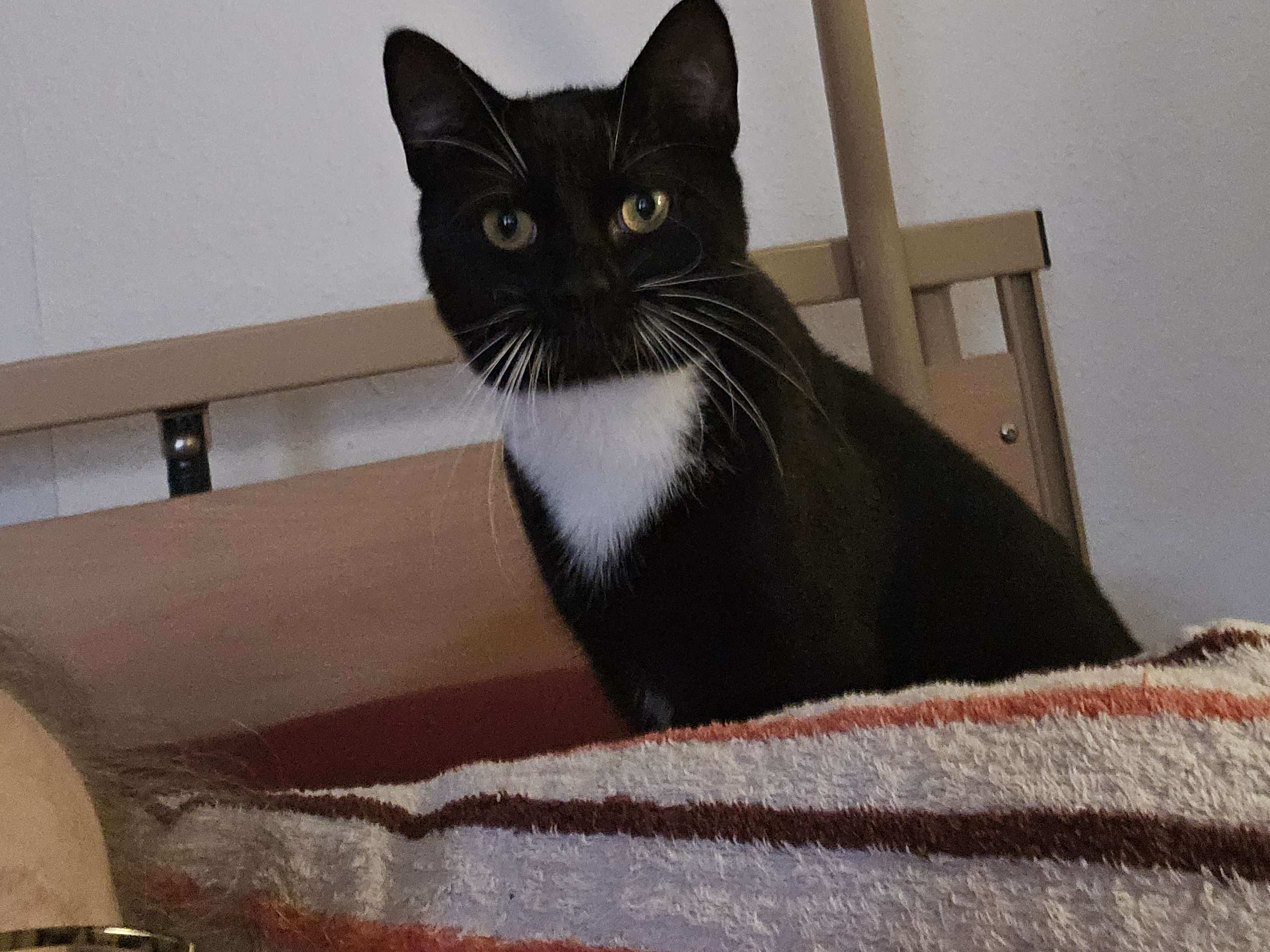 Ansicht 3 von felmo Mobiler Tierarzt Bochum