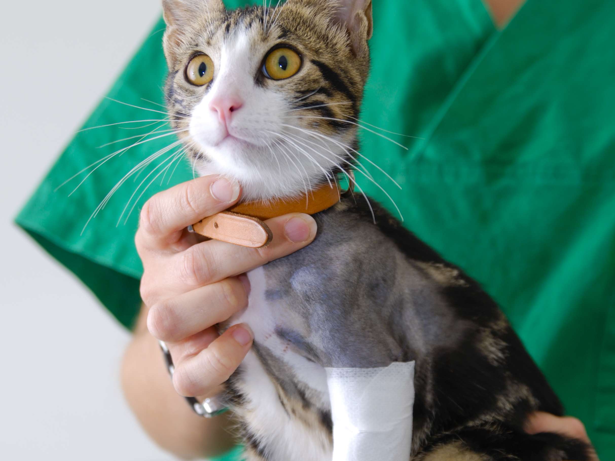 Ansicht 2 von Tierärztliche Praxis für Kleintiere Dr. med. vet. Uwe Reinhard