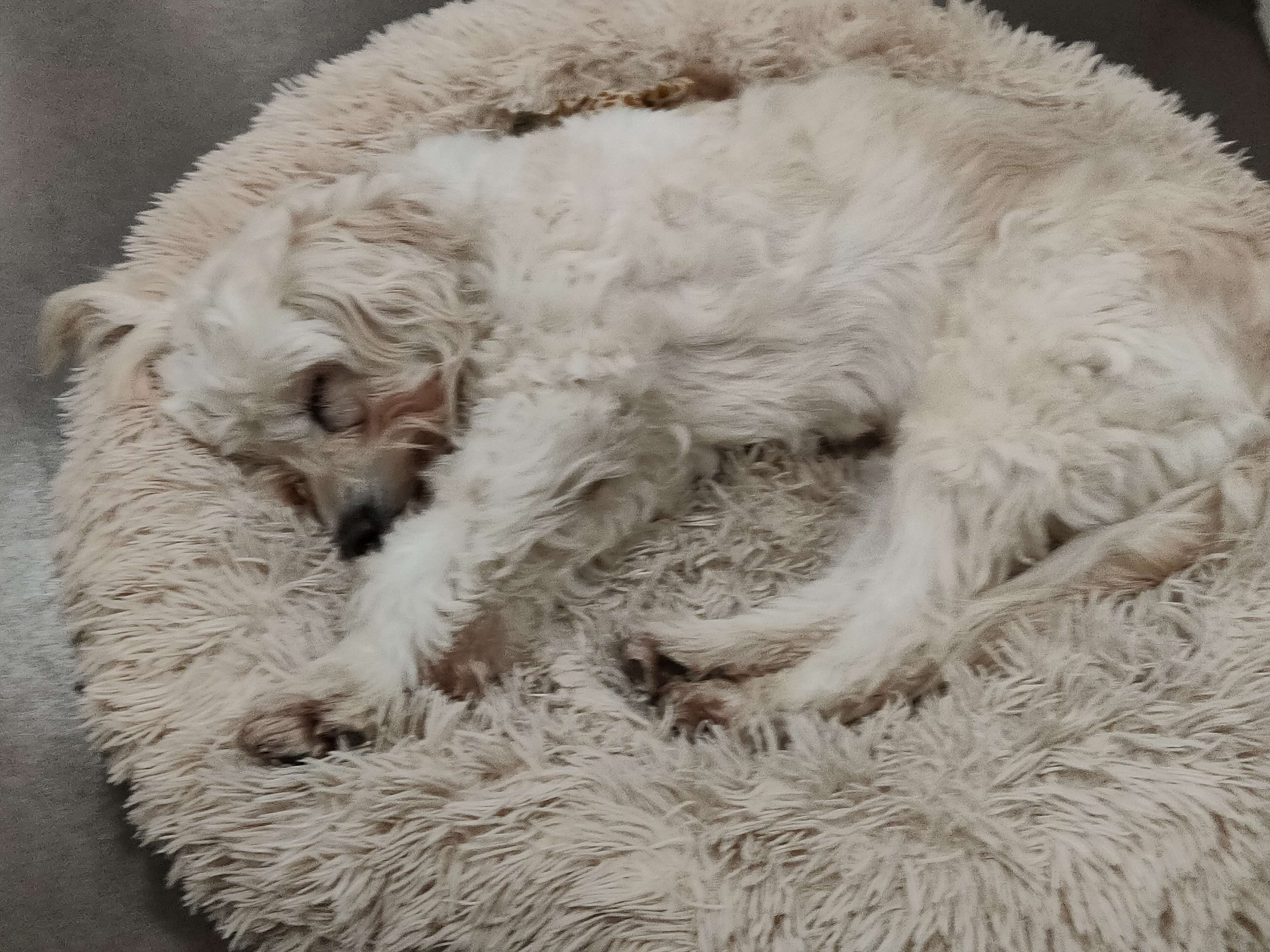 Ansicht 1 von Tierärztin Monika Bethke, Hunde-Darmcheck