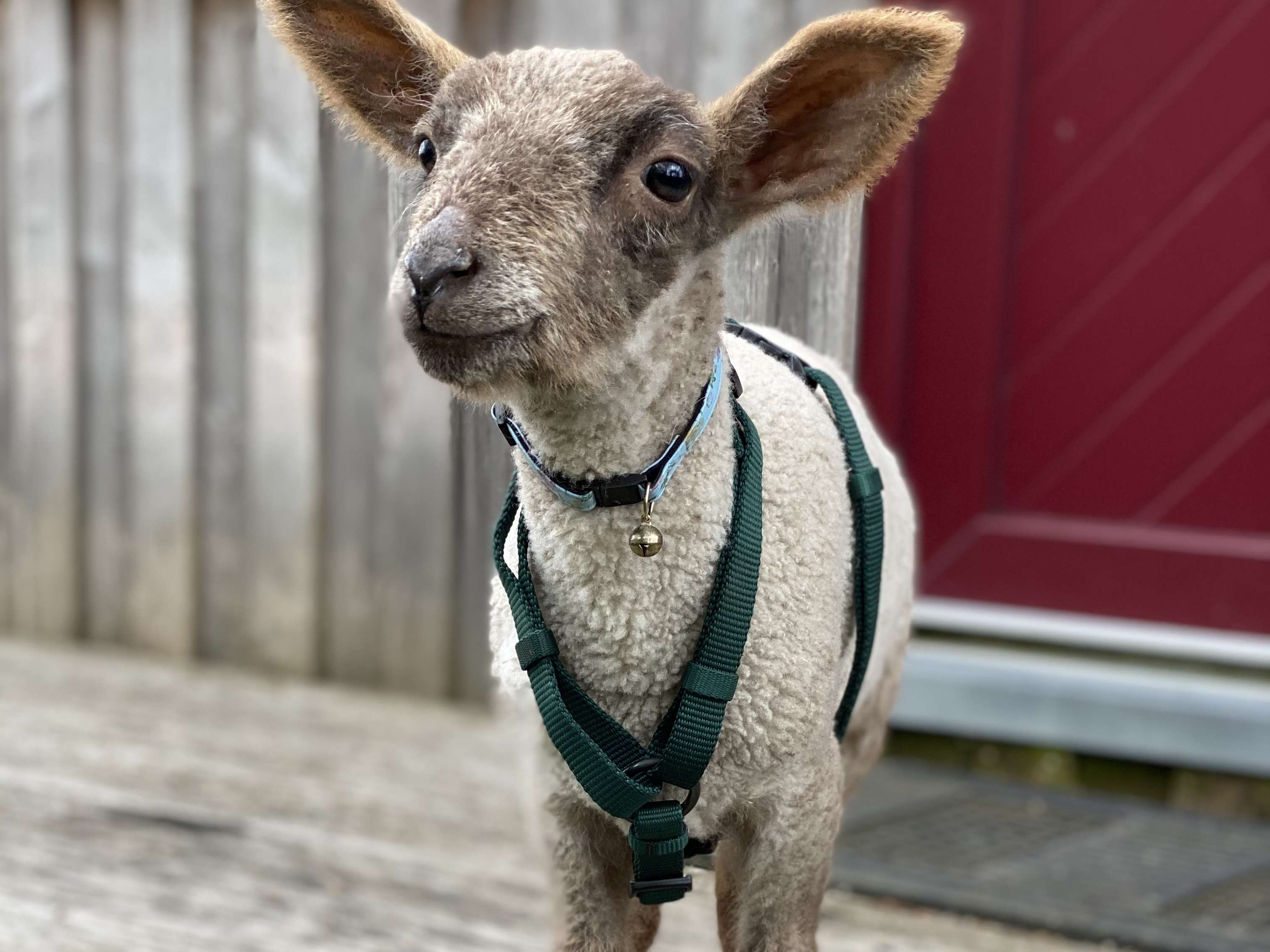 Ansicht 5 von Katja Harders-Harms Tierärztin