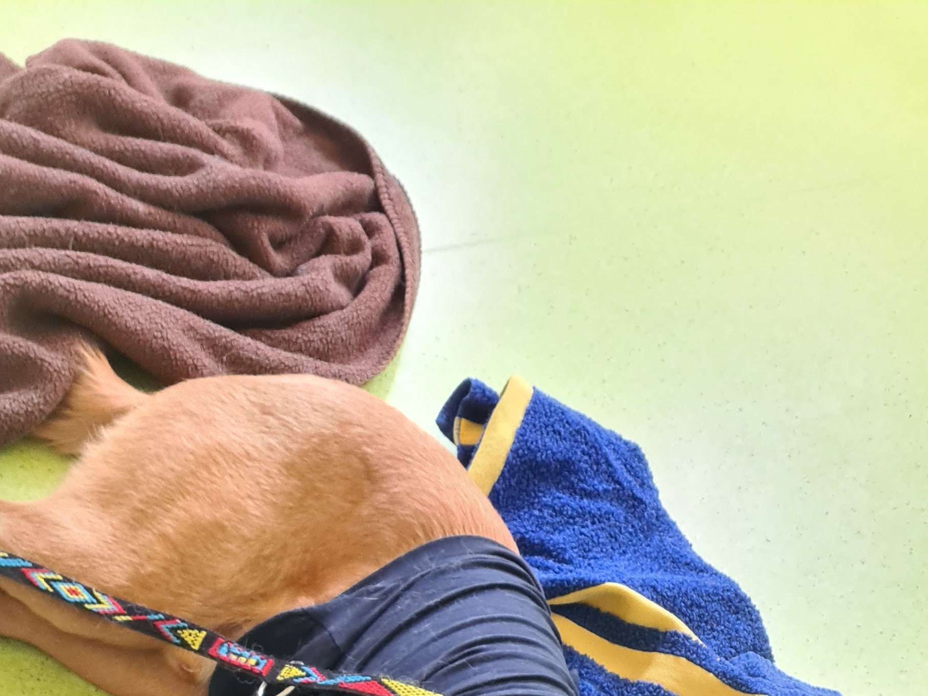 Ansicht 4 von Dr. Heide Loosen-Dürk - Tierarztpraxis für Kleintiere in Bingen-Dromersheim