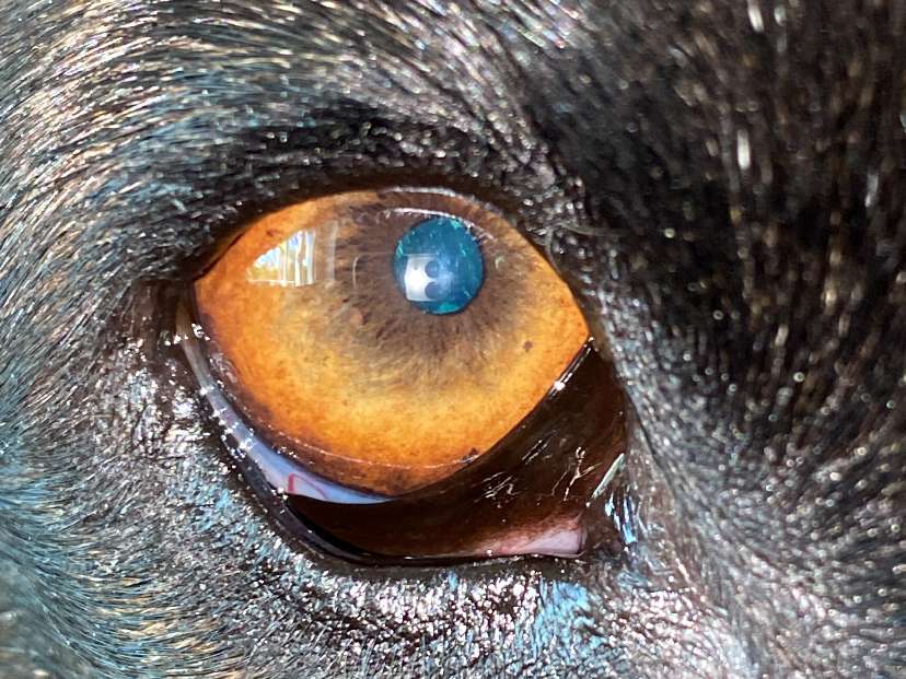 Ansicht 2 von Dr.med.vet. Petra Geisser Tierärztin