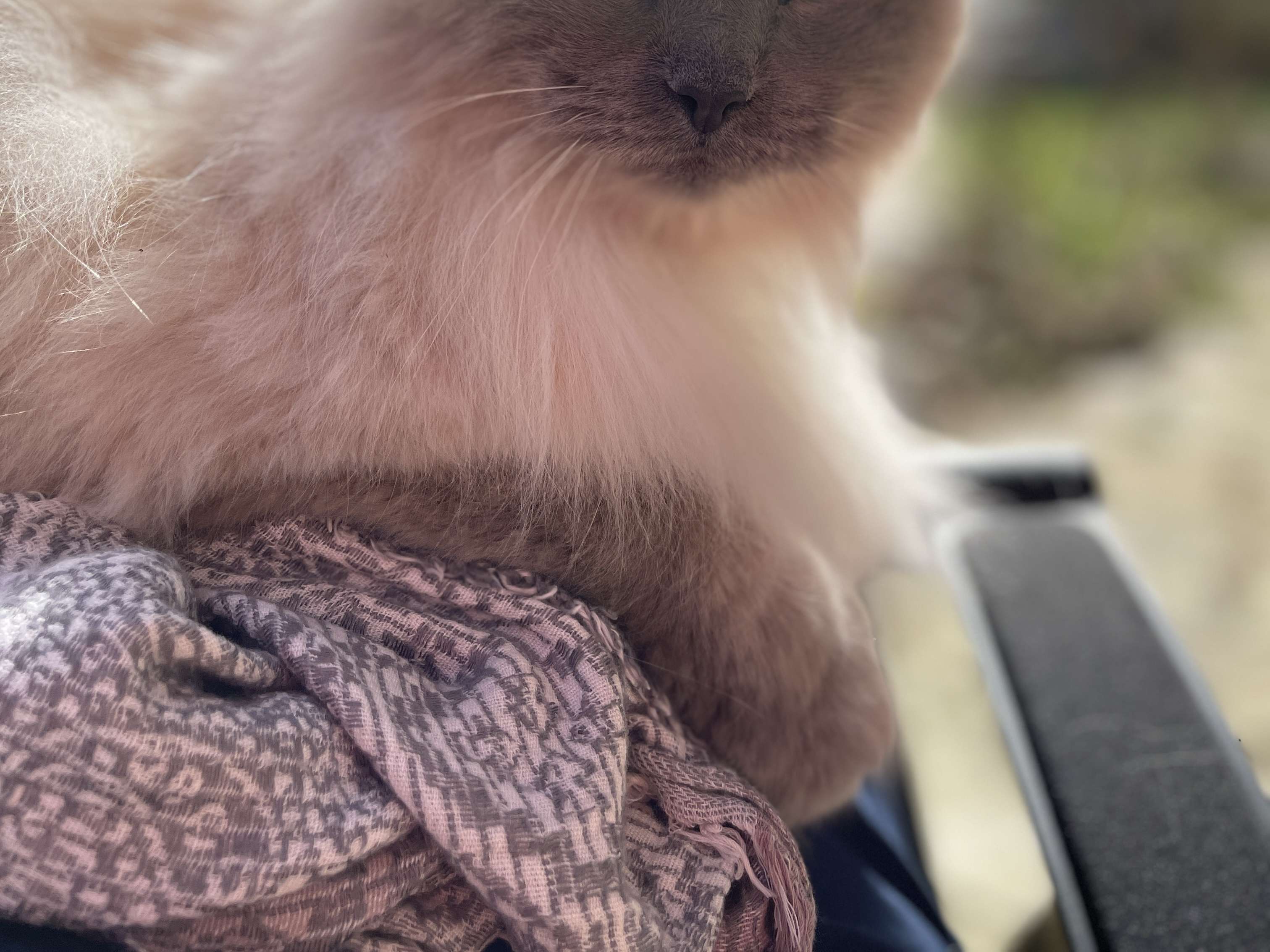 Ansicht 5 von Tierärztliche Praxis für Kleintiere Amelie Ratjen
