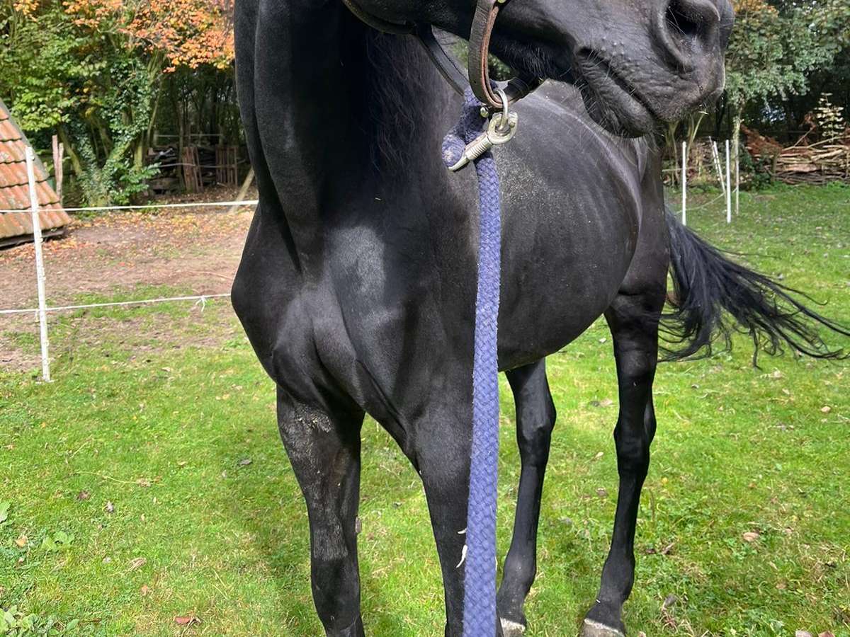 Ansicht 4 von Equuria GbR | Pferdepraxis