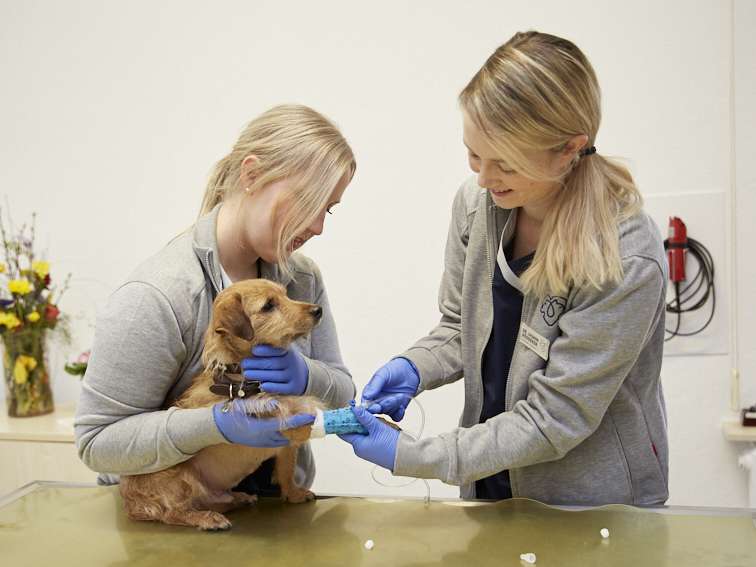Ansicht 1 von Tierärztliche Praxis für Kleintiere Dr. med. vet. Jasmin Böddeker