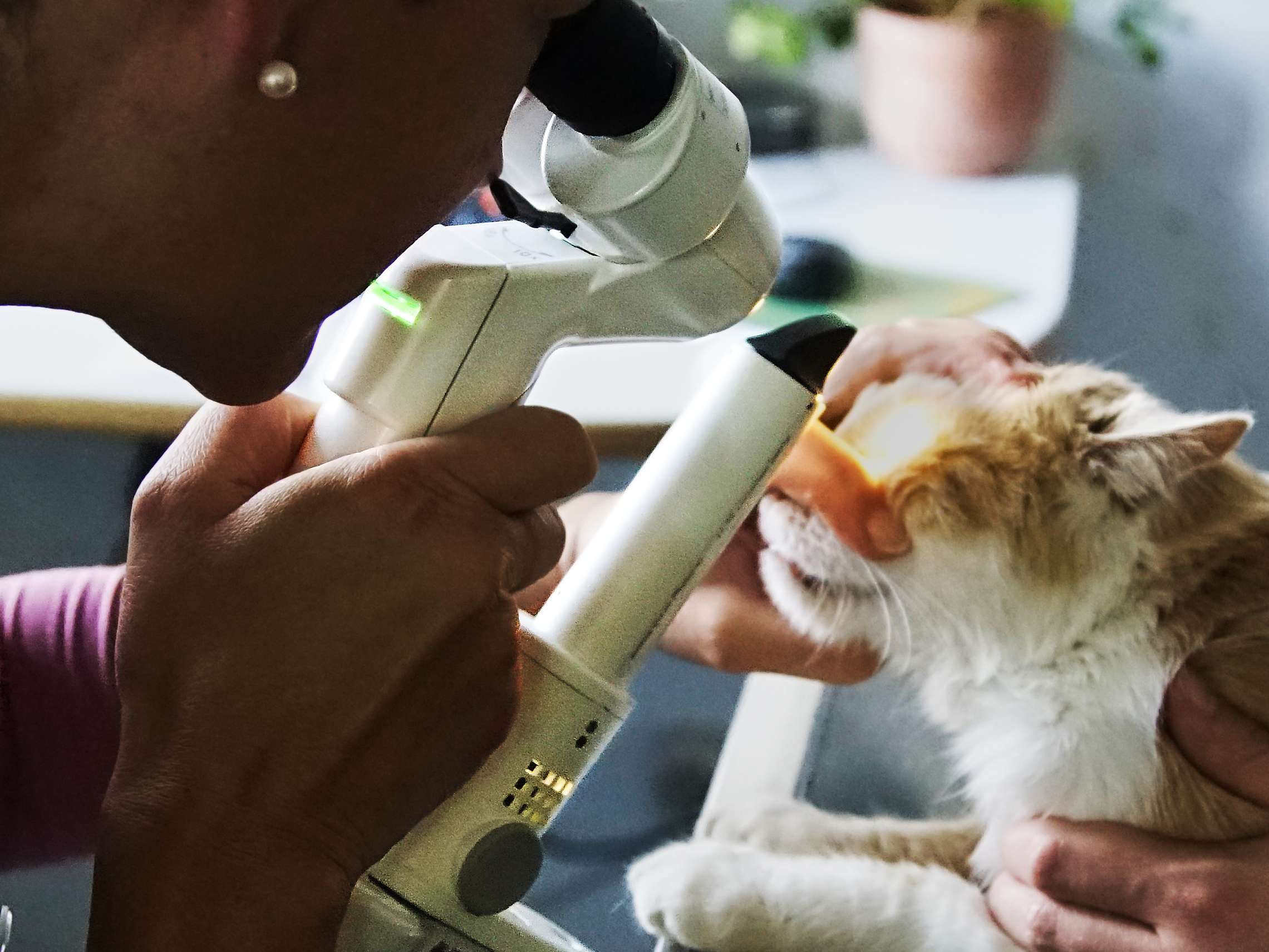 Ansicht 2 von Dr. Christine Strauch Tierärztin
