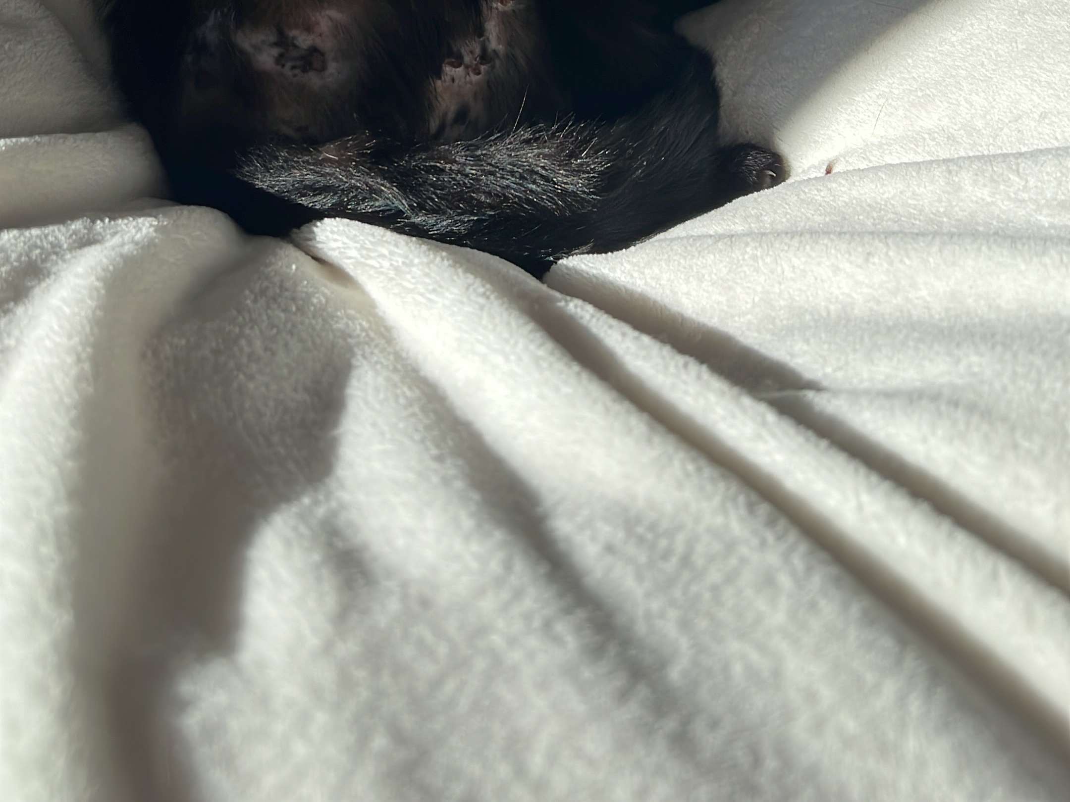 Ansicht 2 von Hund Katze Haut - Königswinter
