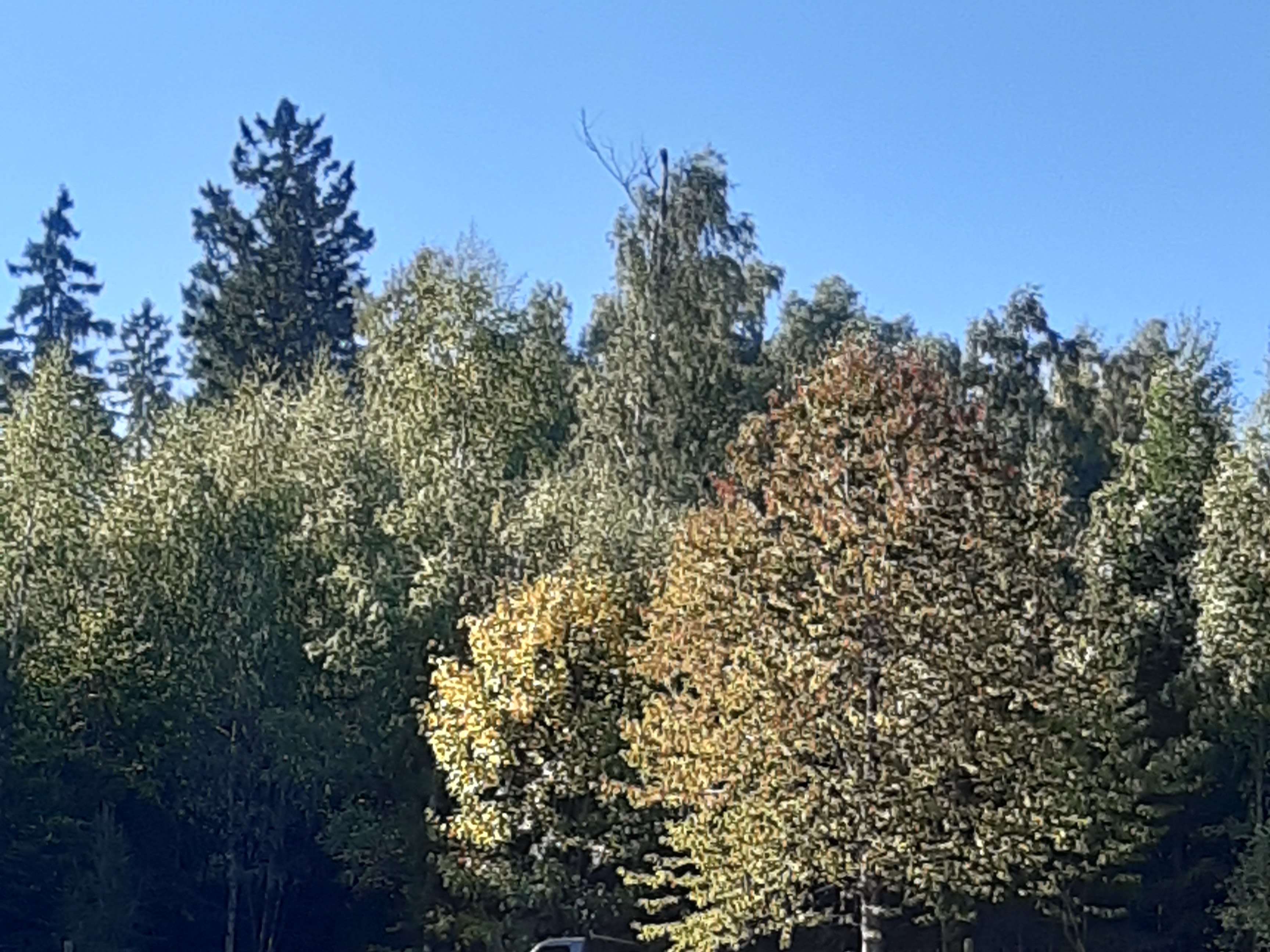 Ansicht 2 von Tierarztpraxis Wasserkuppe Fr. Dr. med. vet. T. Weber