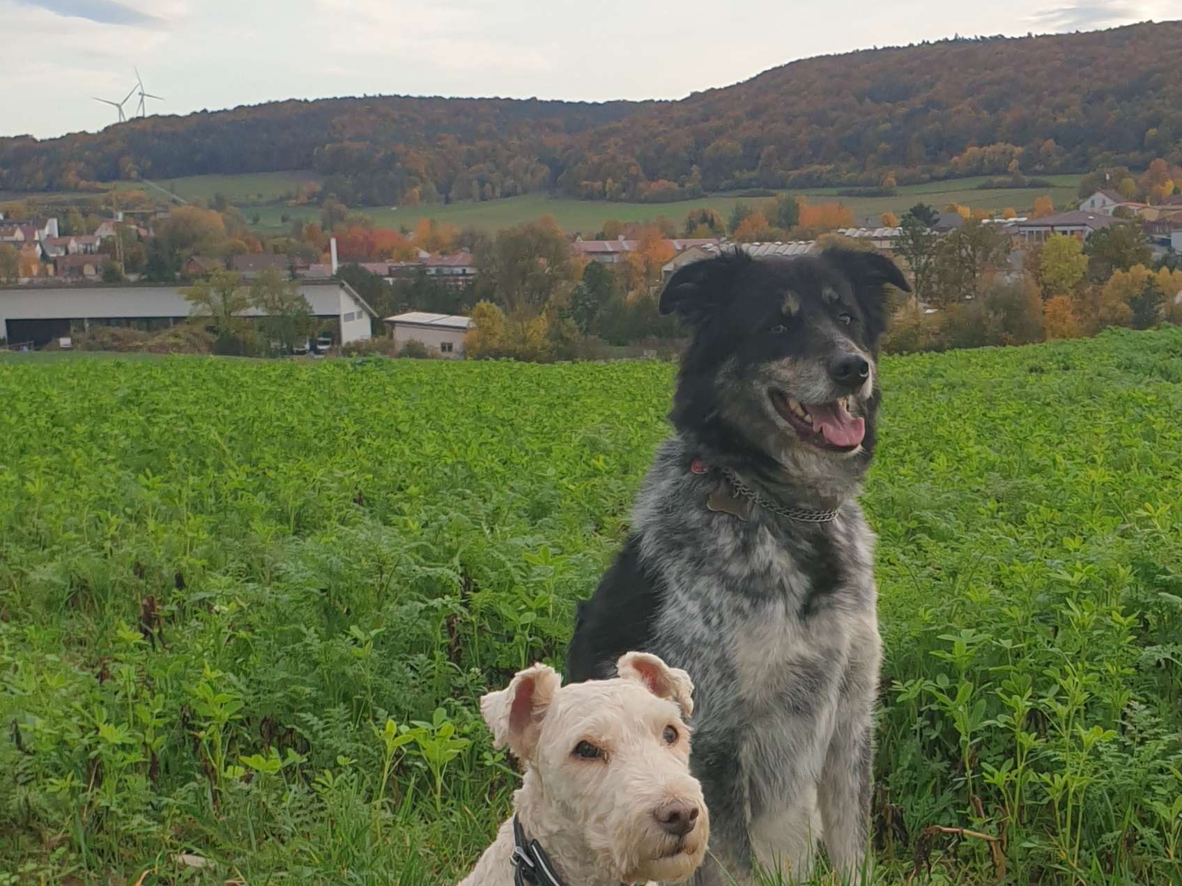 View 3 of Hundepension BelLissiMo