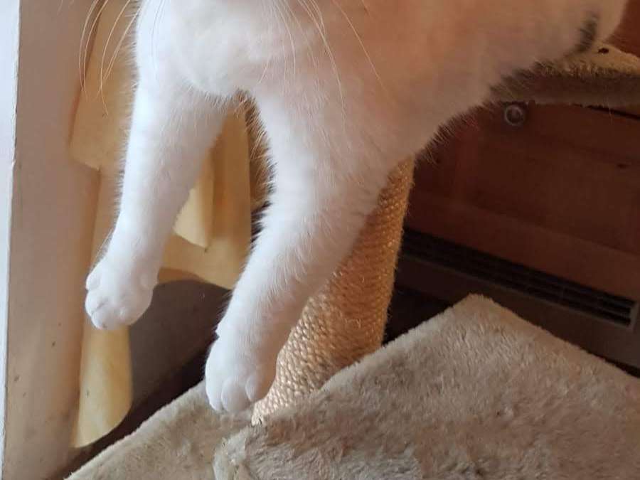 Ansicht 4 von Dr.med.vet. Bärbel Hacklechner Tierarzt