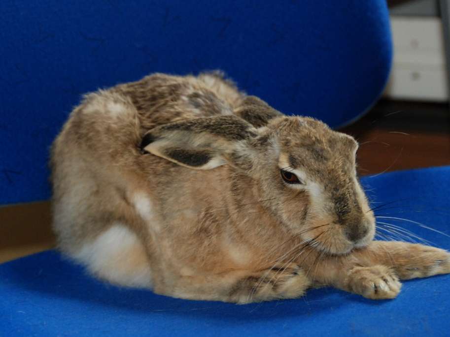 Ansicht 5 von Dr.med.vet. Bärbel Hacklechner Tierarzt