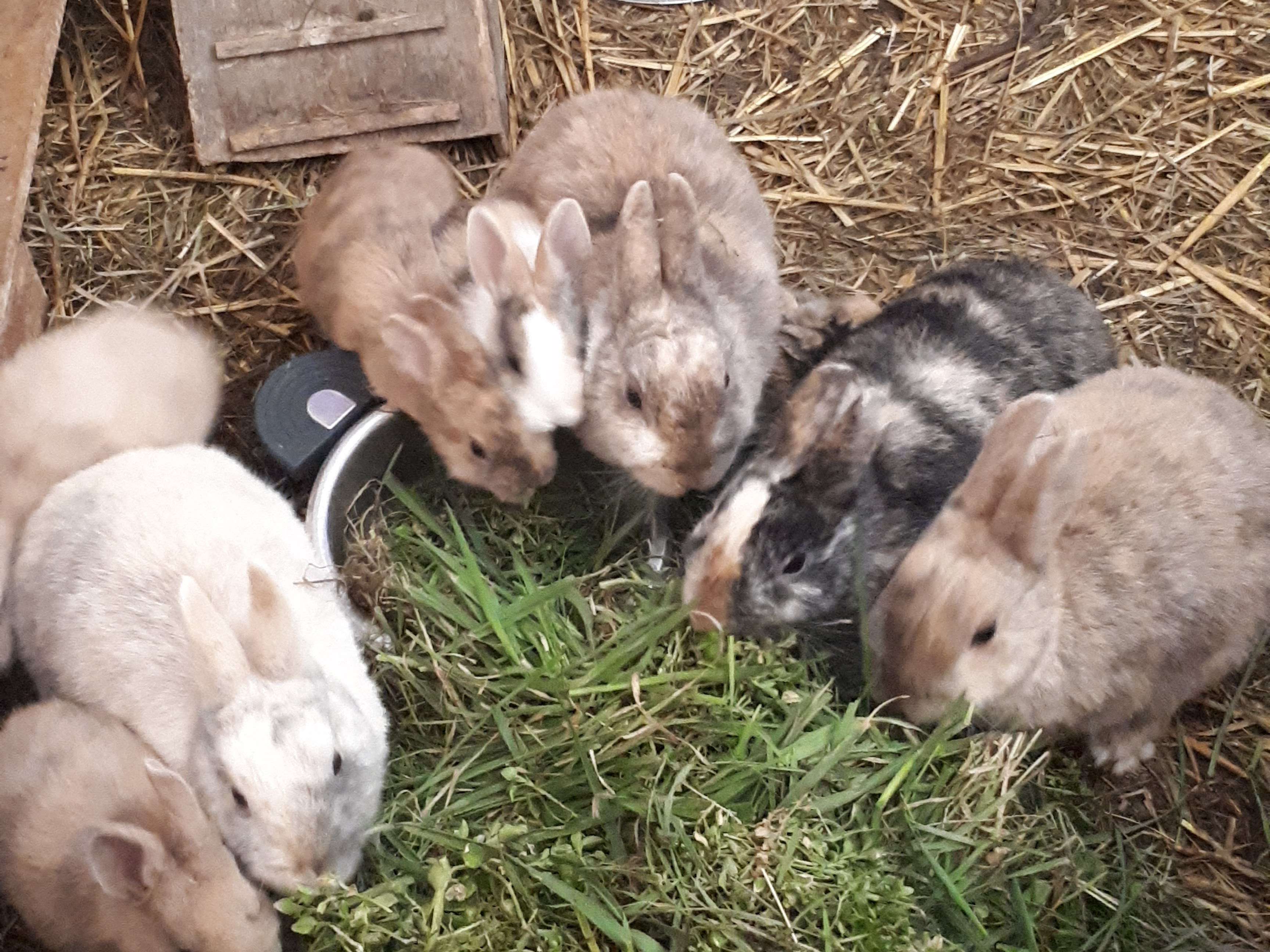 Ansicht 2 von Dr. Angelika Holbach mobile Tierärztin