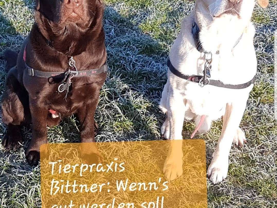 Ansicht 3 von Tierarztpraxis Dr. Meike Bittner