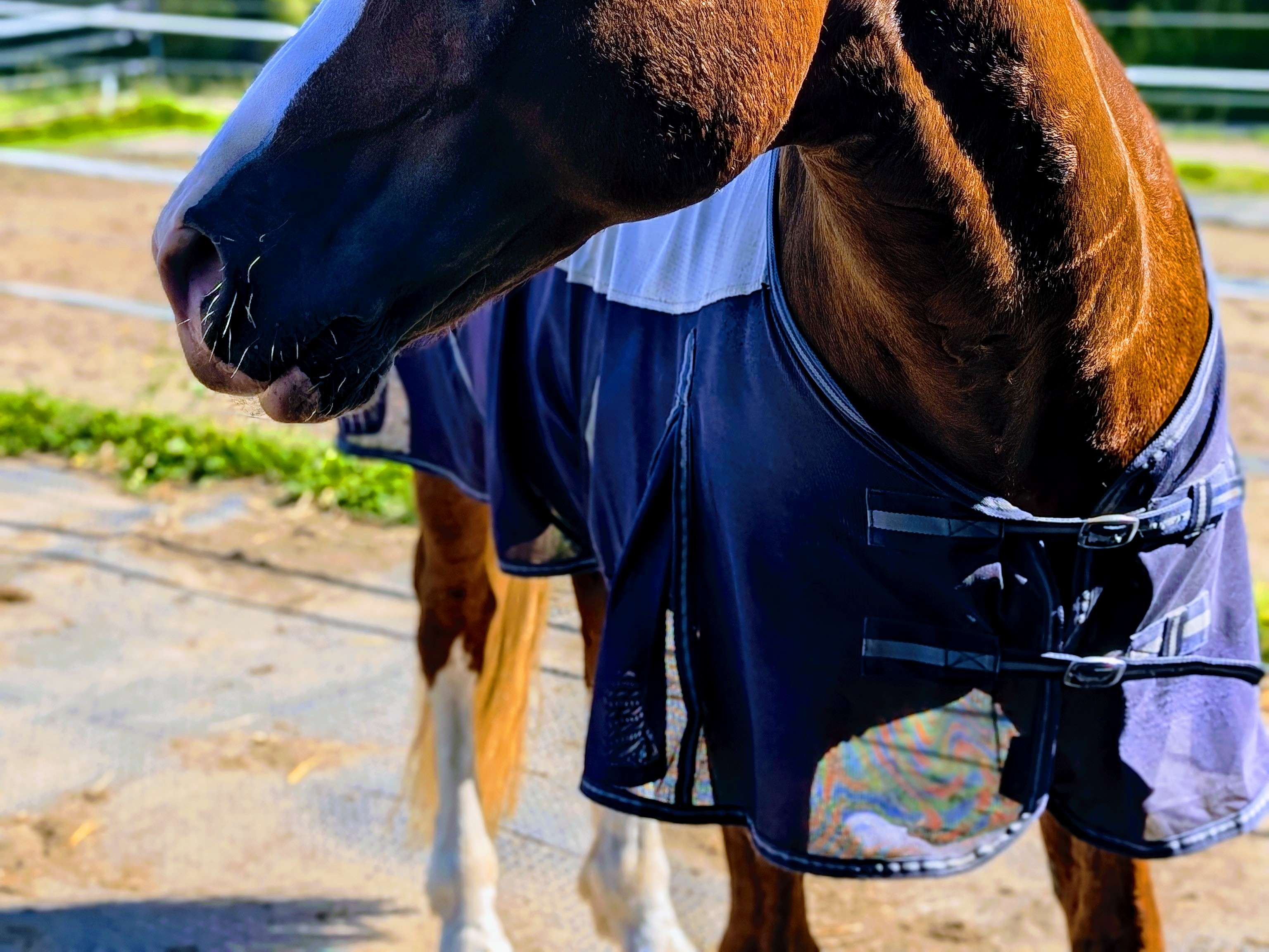 Ansicht 3 von Fachtierärztin für Pferde Dr Susanne Tröster/ Equine Veterinarian