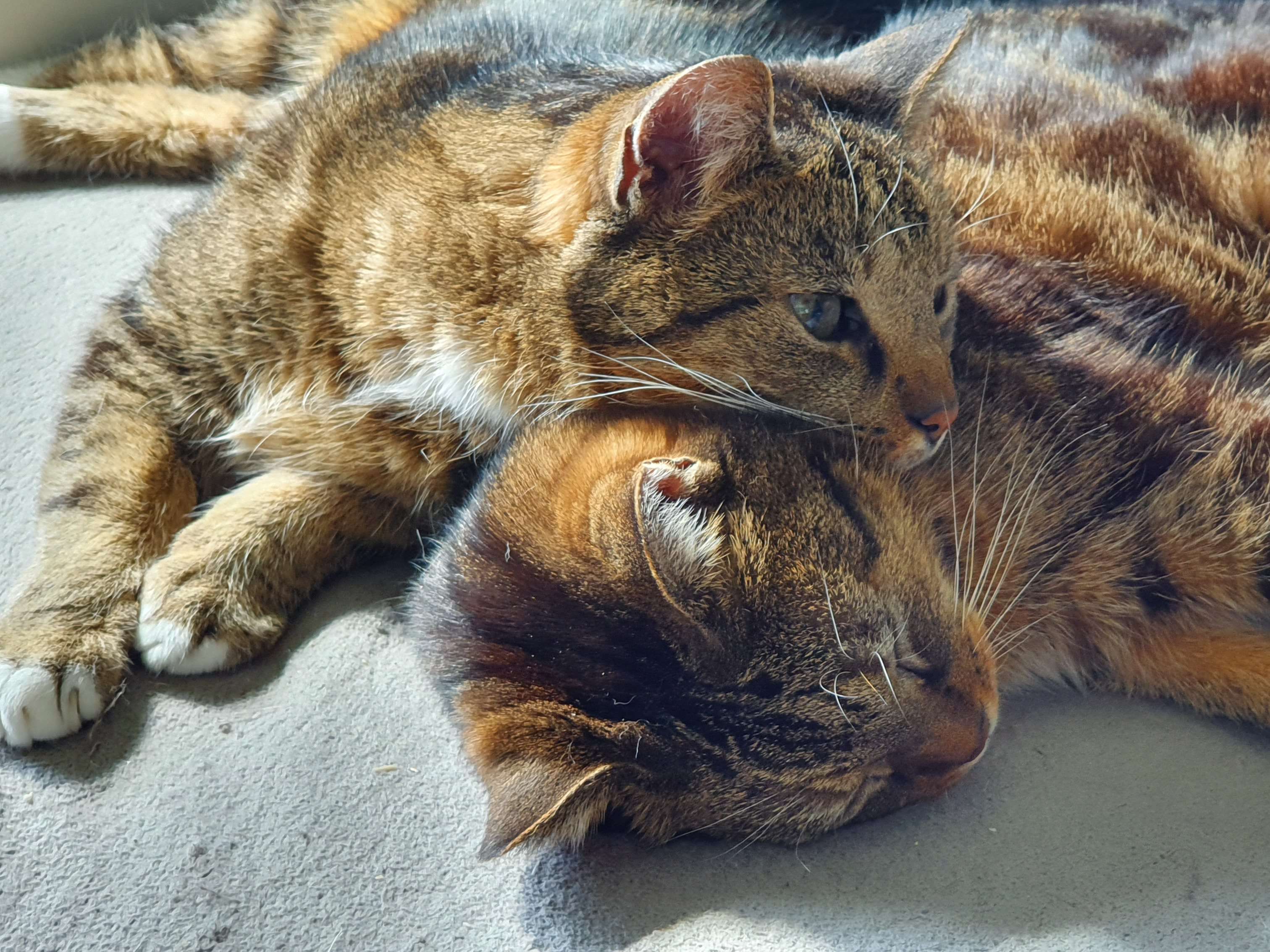 Ansicht 1 von Tierarzt Mattke