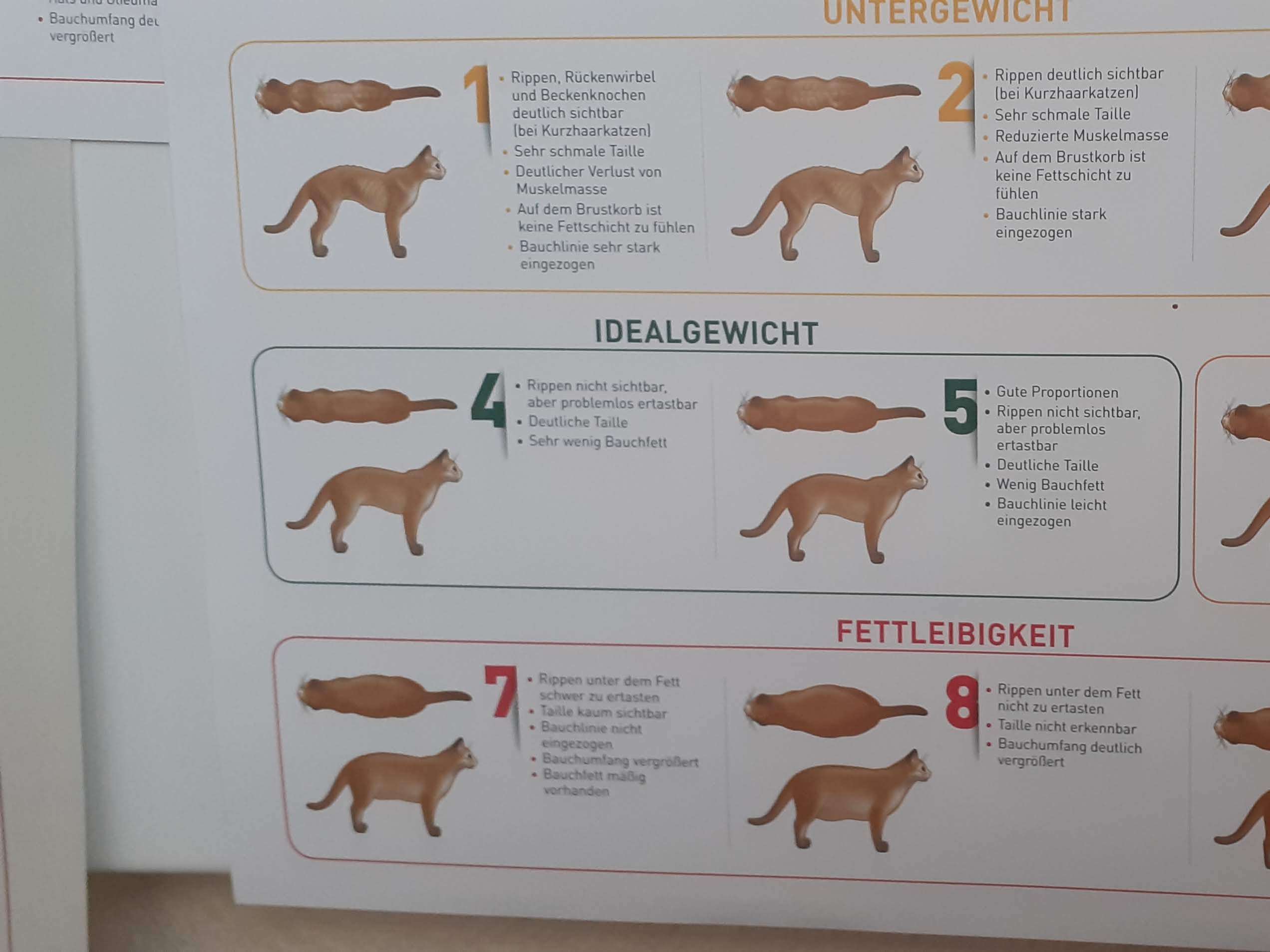 Ansicht 3 von Tierärztliche Gemeinschaftspraxis Dr. L. Ladehoff & Dr. J. Vieth