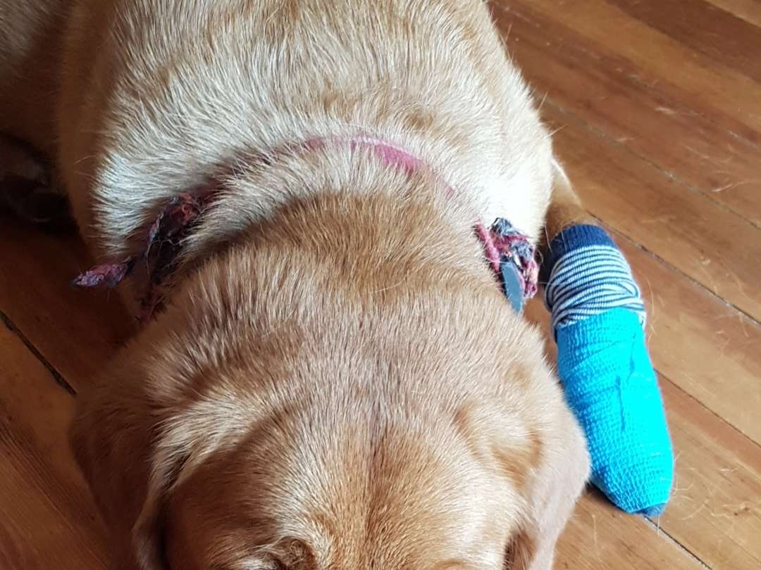 Ansicht 4 von Dr.med.vet. Annerose Mosbach Tierärztin