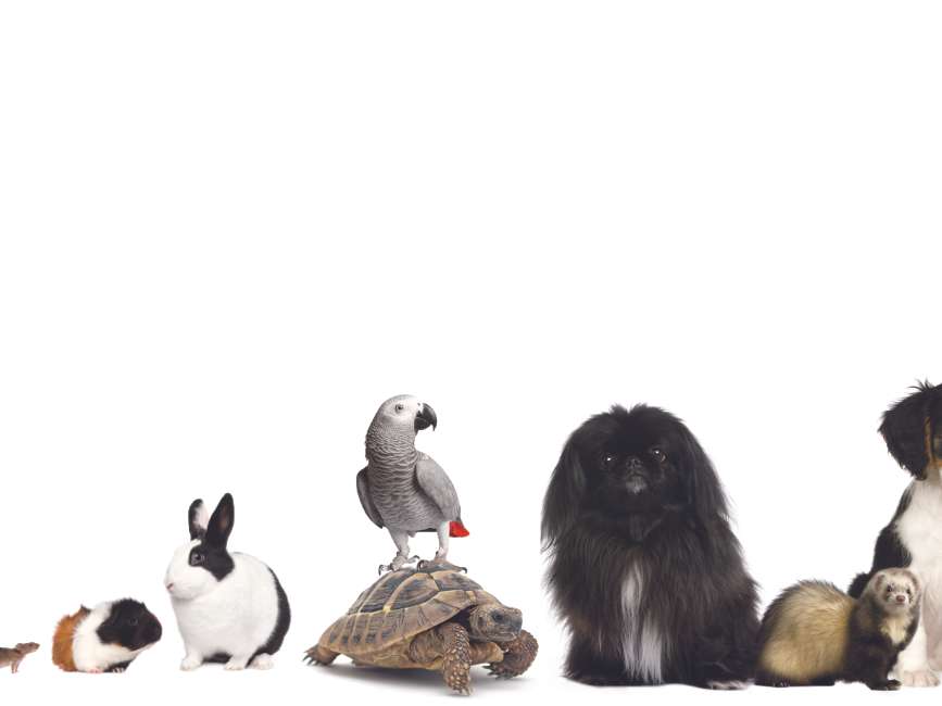 Ansicht 1 von Tierärztliche Klinik für Kleintiere Dr. med. vet. Jan Apelt