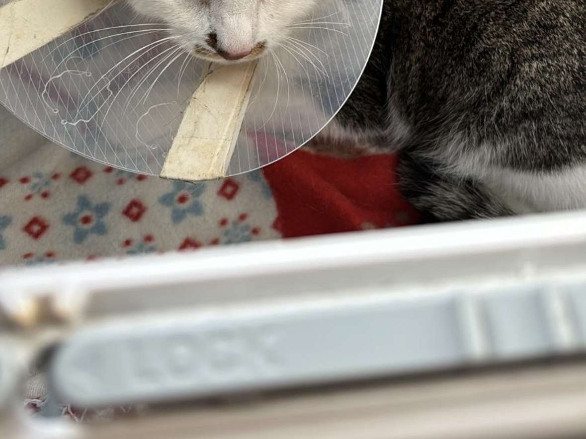 Ansicht 4 von Tierärztliche Klinik für Kleintiere Dr. med. vet. Jan Apelt