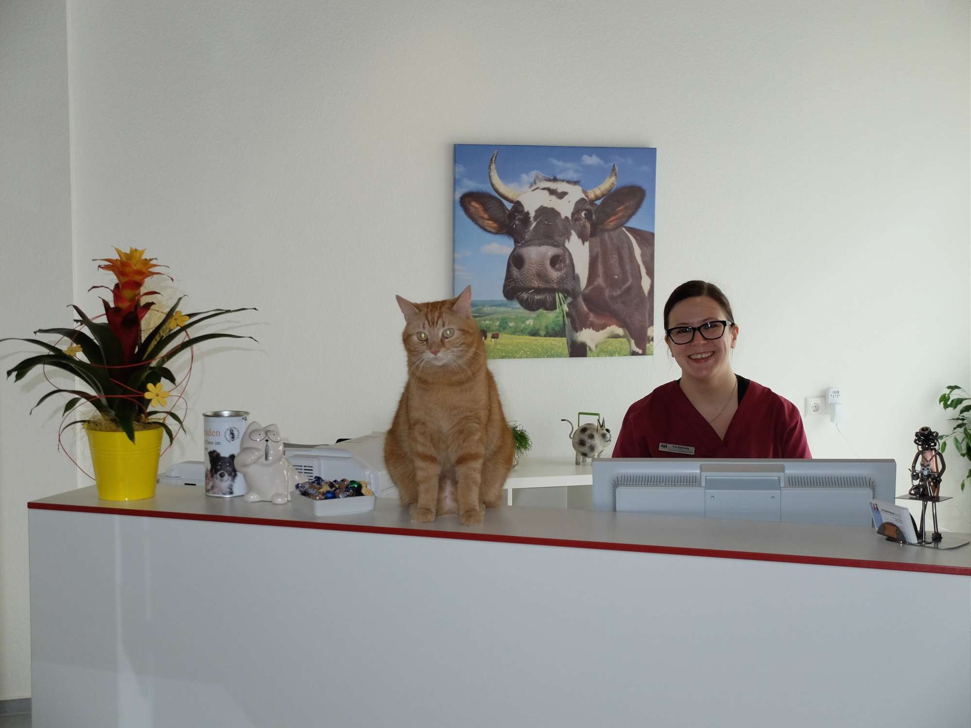 Ansicht 3 von Kleintierpraxis Dr. Durka, Tätigkeitsschwerpunkt Katzenmedizin