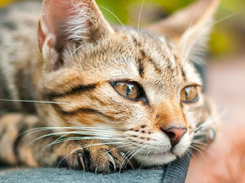 Ansicht 4 von MobiVet - Ihr mobiler Tierarzt