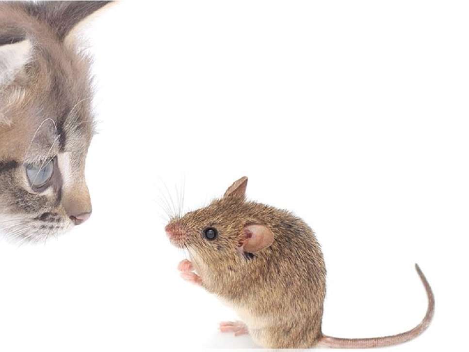 Ansicht 5 von MobiVet - Ihr mobiler Tierarzt