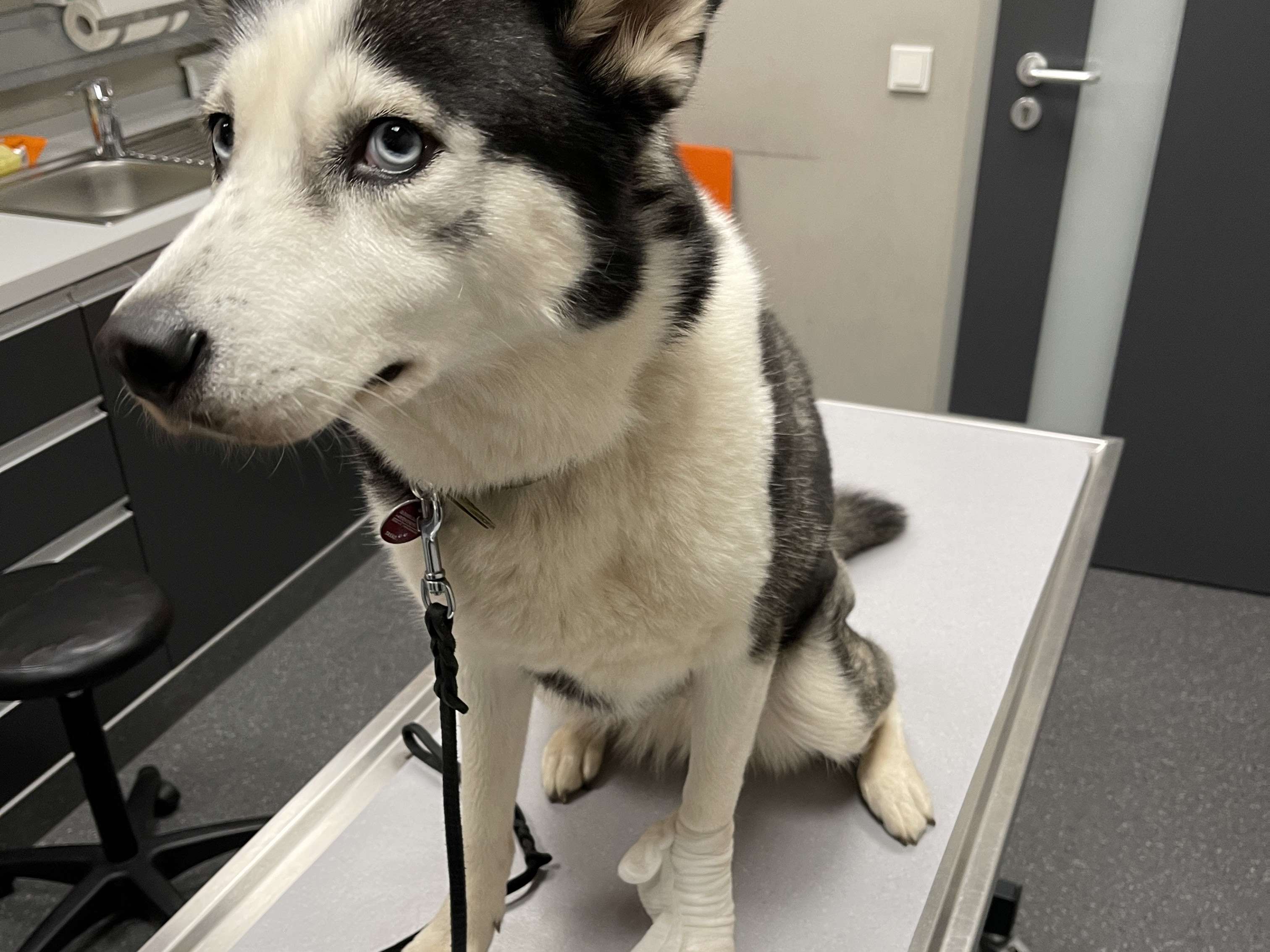 Ansicht 3 von TKE Tierklinik Elversberg