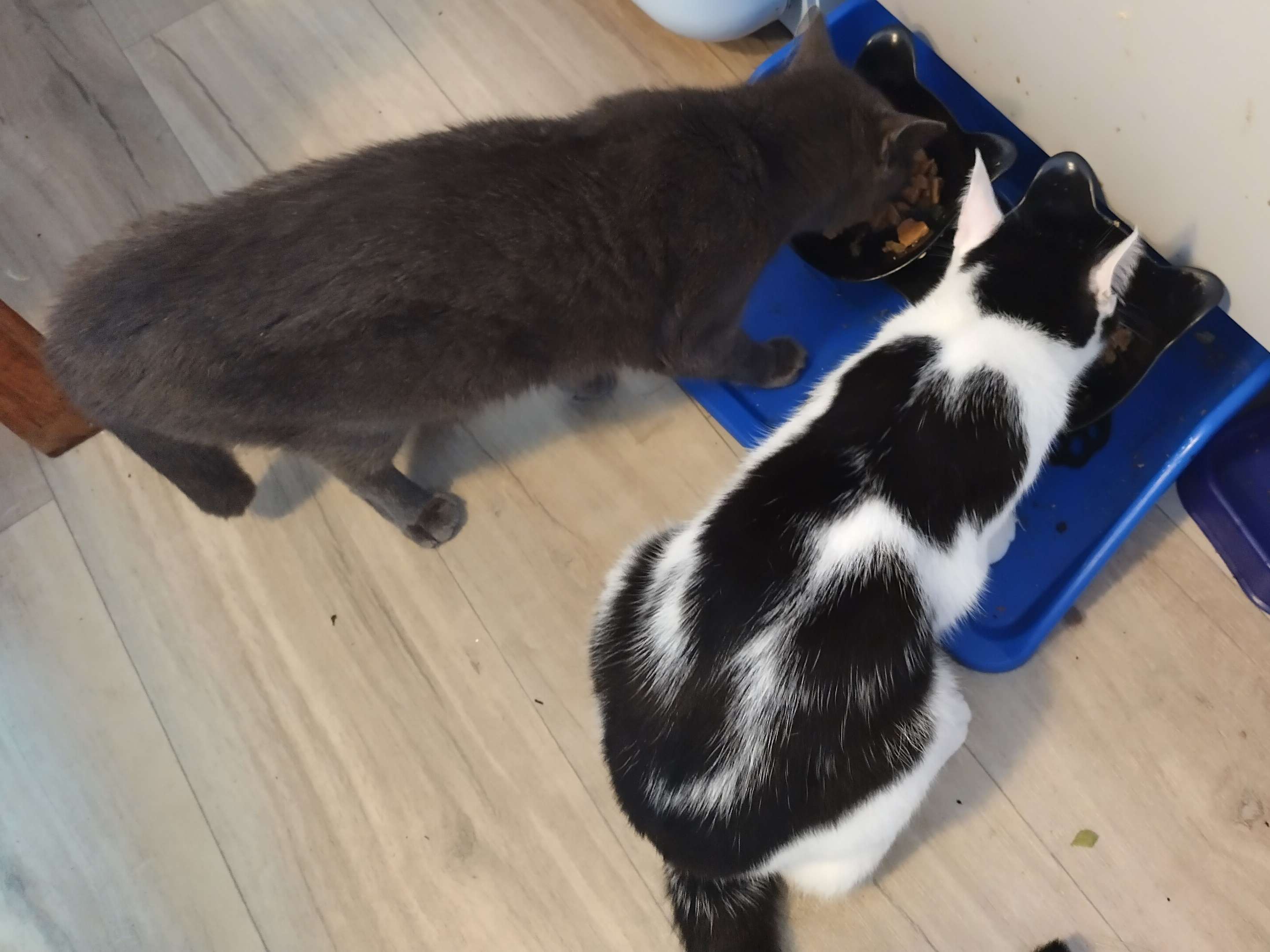 Ansicht 3 von AniCura Tierärztliches Fachzentrum Bamberg