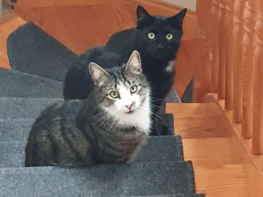 Ansicht 3 von Tierärztliche Gemeinschaftspraxis Salzwedel