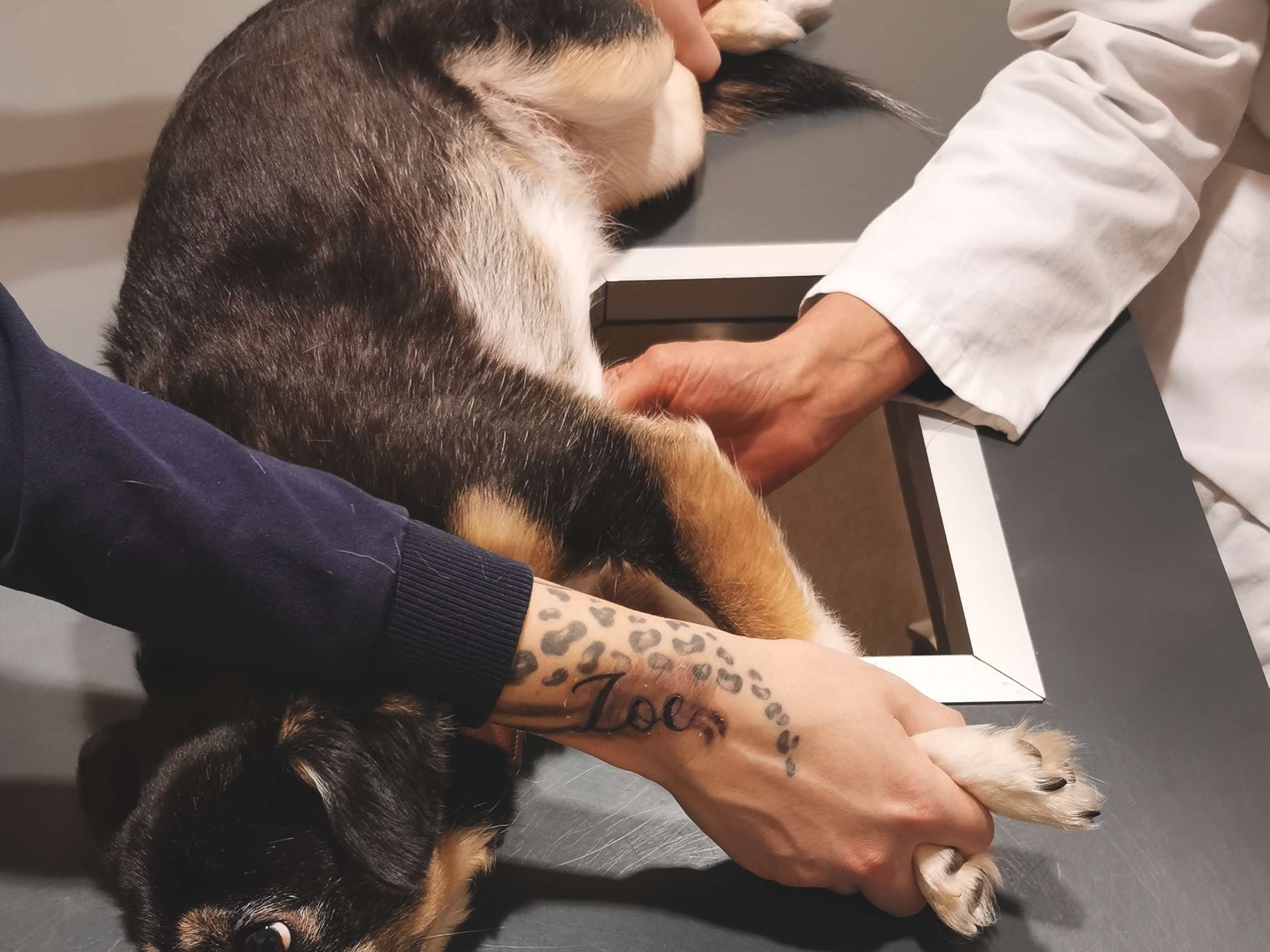 Ansicht 2 von Tierklinik im Tierzentrum
