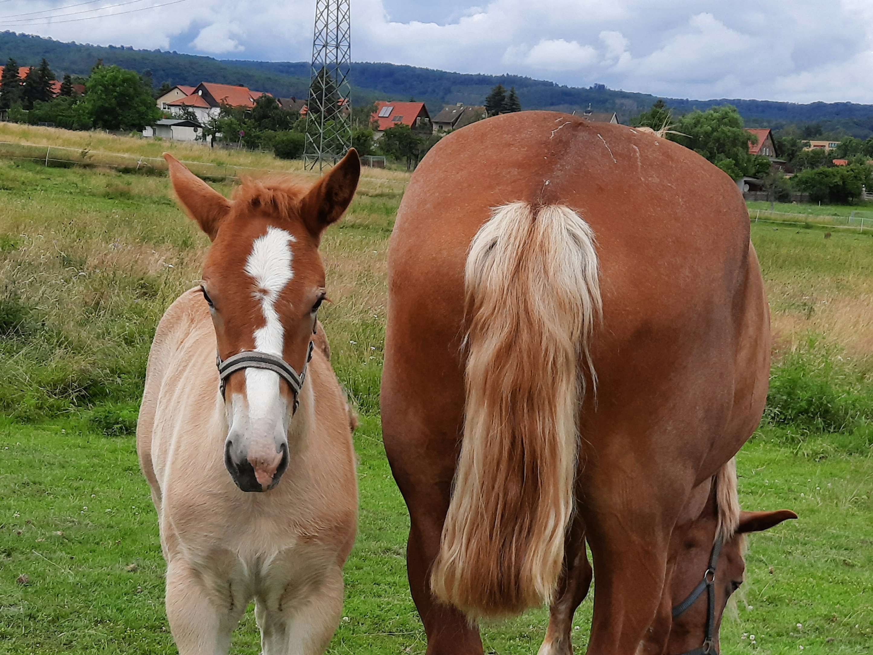 Ansicht 2 von Tierarztpraxis Anne Wieckert