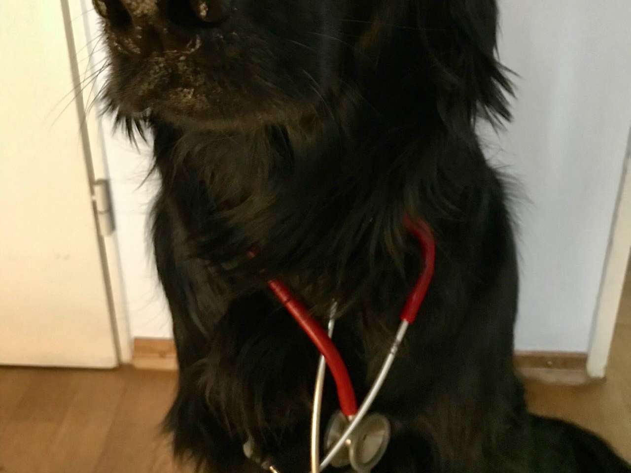 Ansicht 5 von WauMiau Tierarztpraxis für Verhaltenstherapie und Hundeschule - Dr. med. vet. Stefanie Sprauer