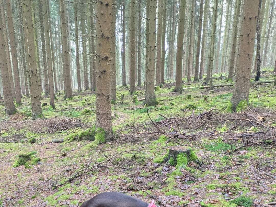 Ansicht 3 von Landtierärztin Verena Uhlmann - Tierarztpraxis für Klein- und Großtiere