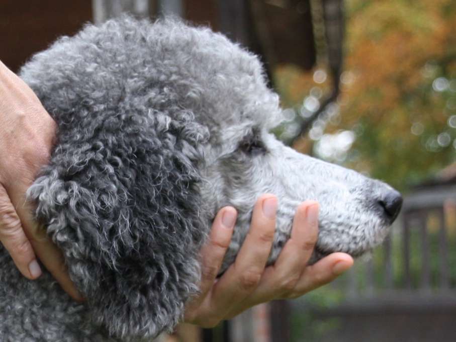Ansicht 3 von Schimmelhof Veterinärchiropraktik