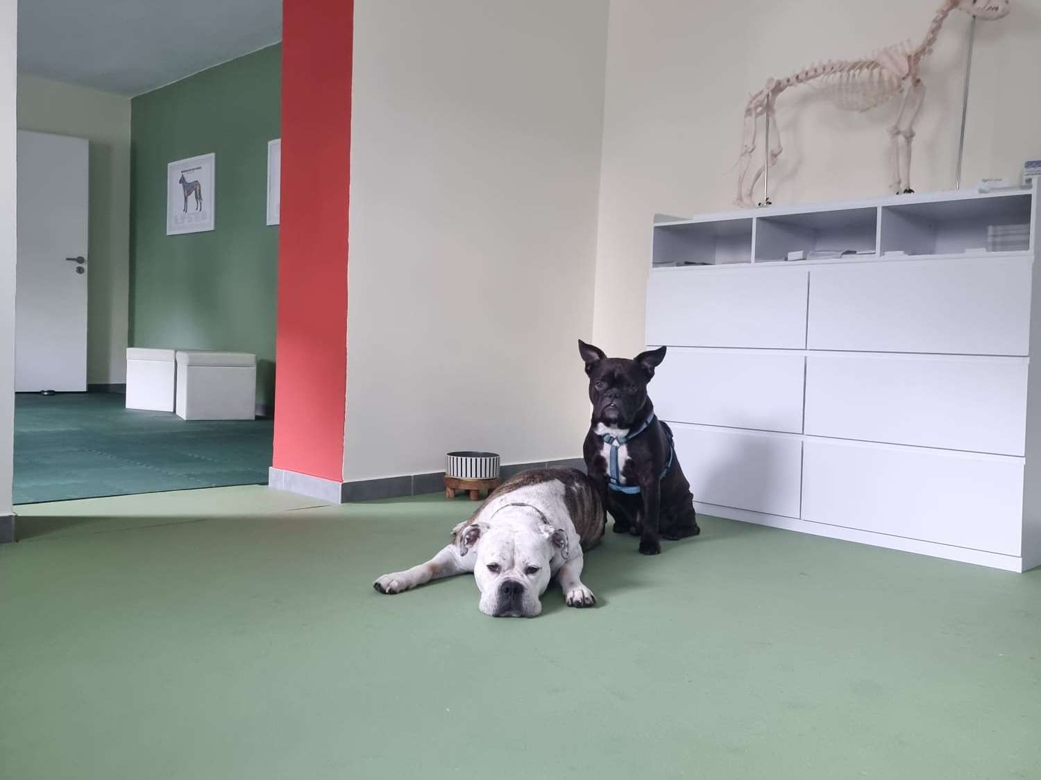Ansicht 2 von dot.dog Hundephysio