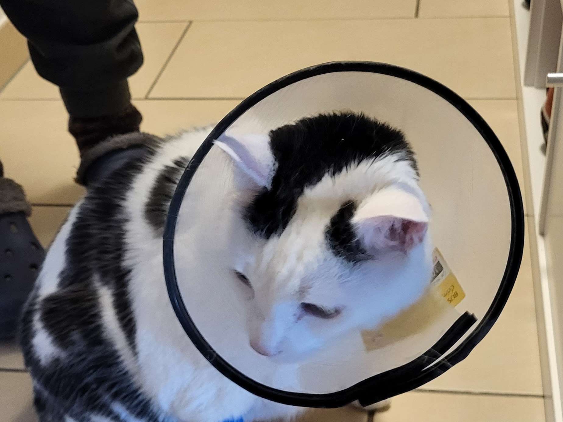 Ansicht 3 von AniCura Tierklinik Trier