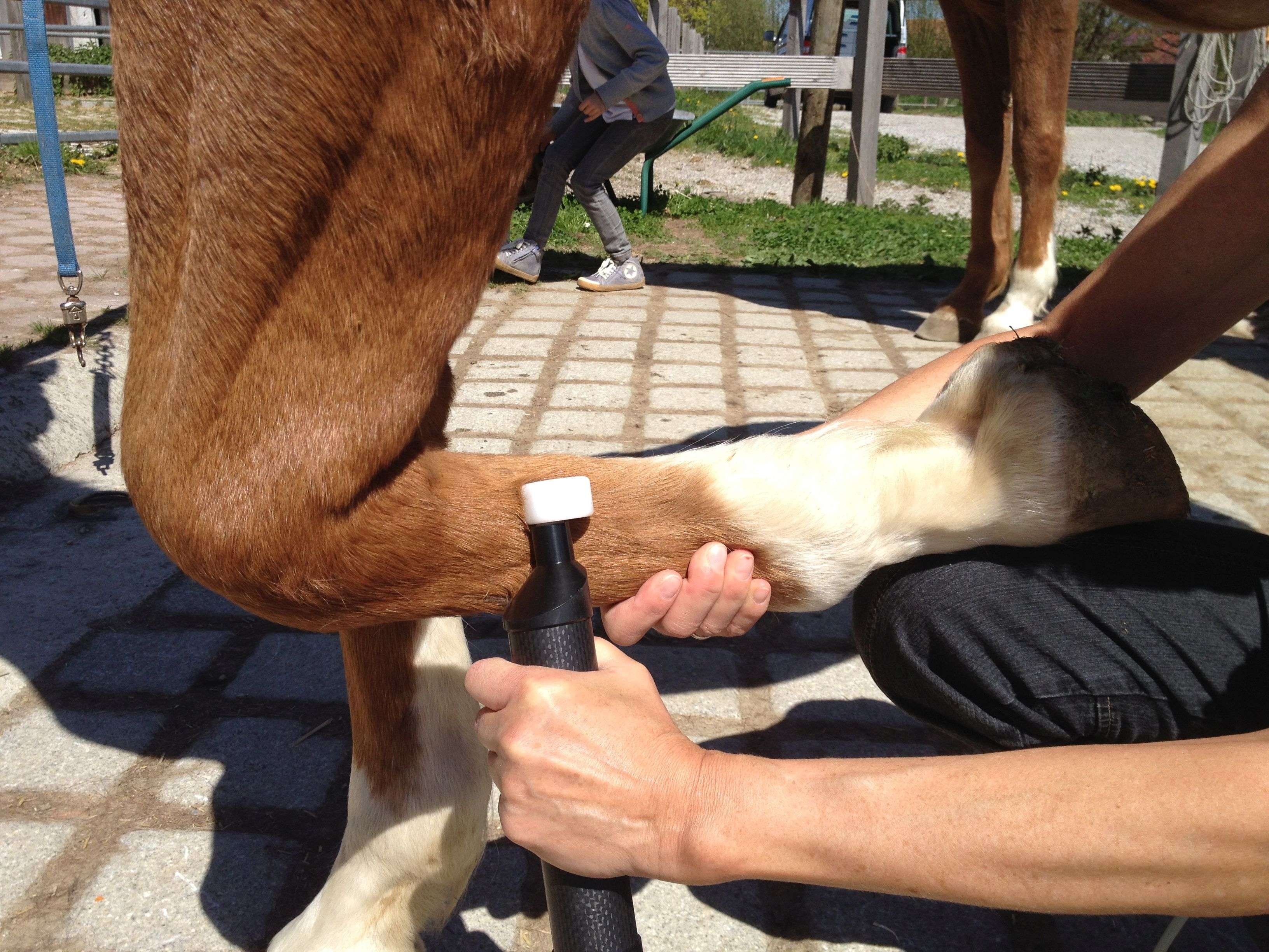 Ansicht 2 von Tierheilpraxis Schwerpunkt Pferde